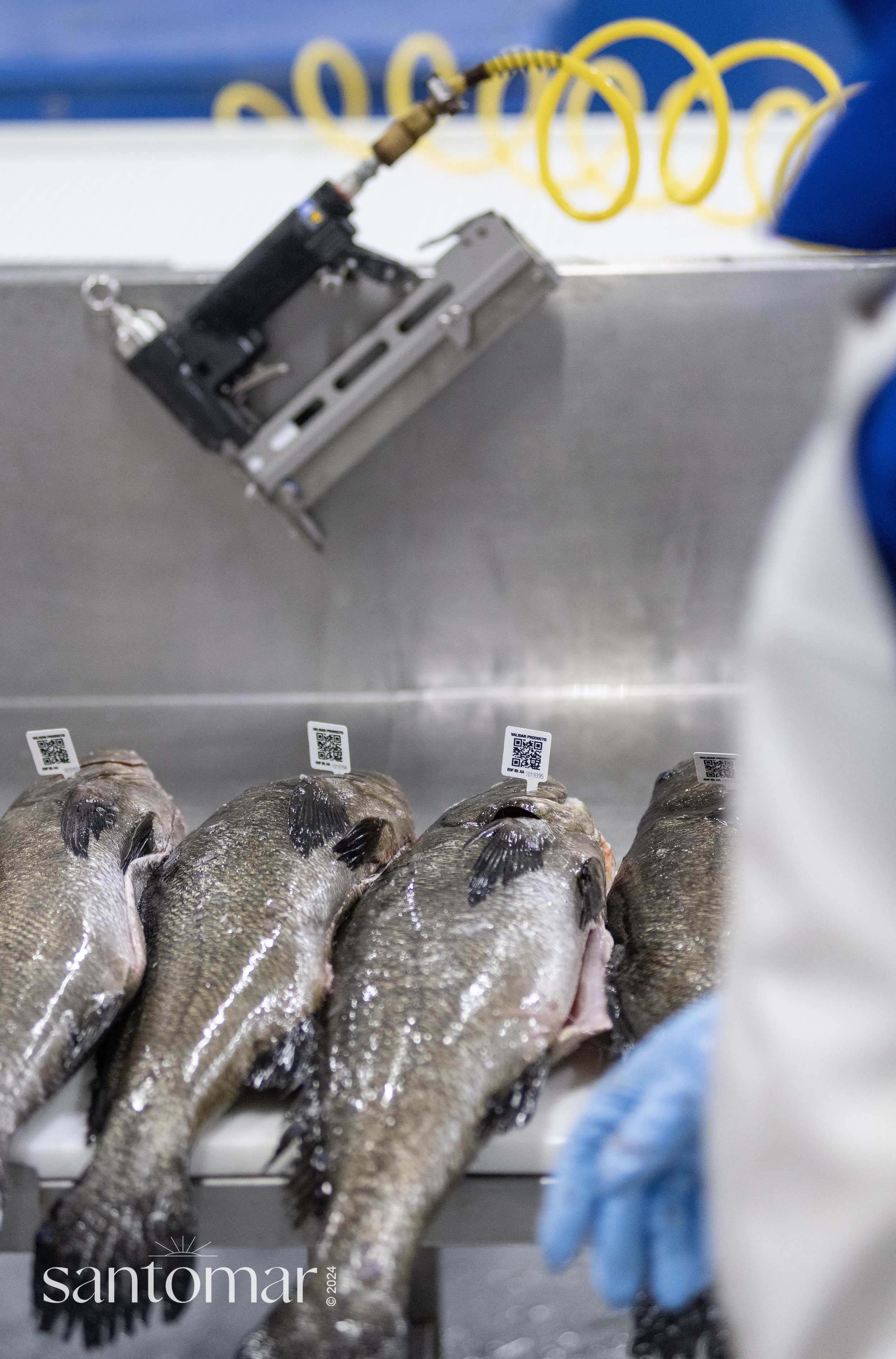 trazabilidad3 (QR gill tag).jpg