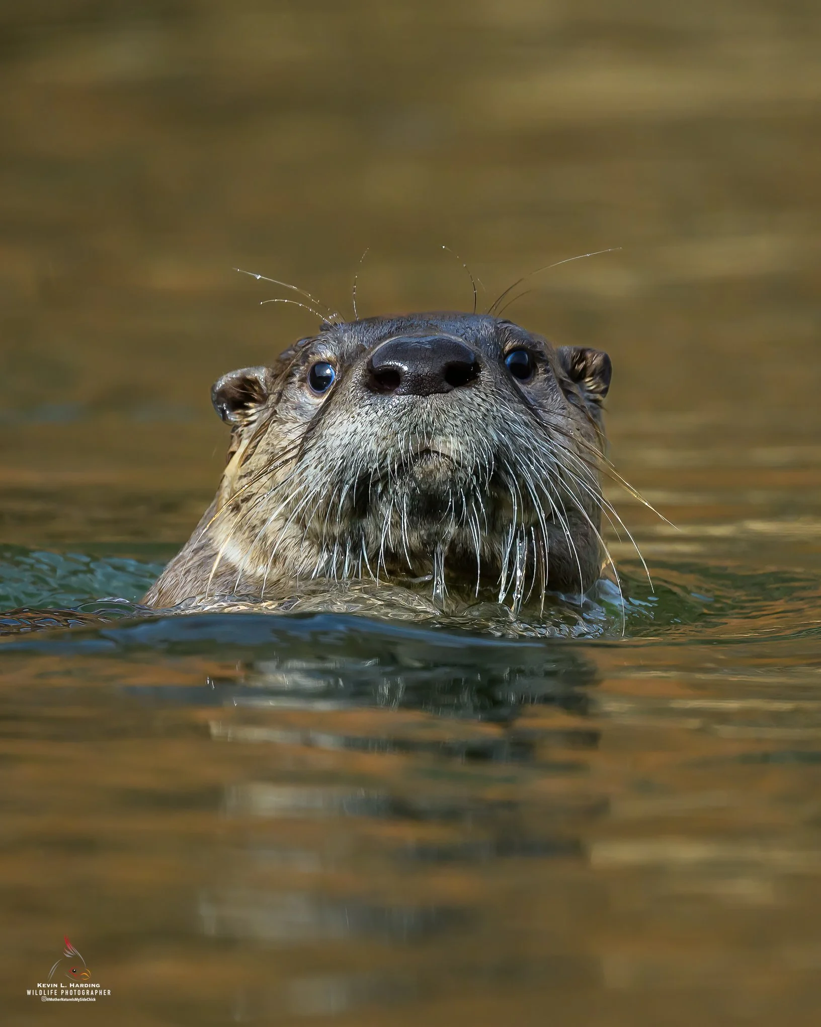 River Otter