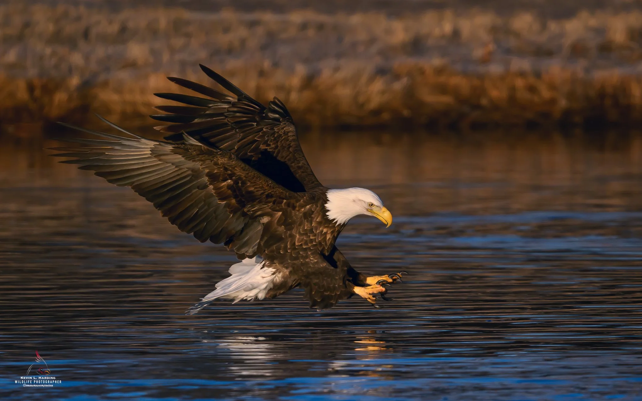 Bald Eagle talons