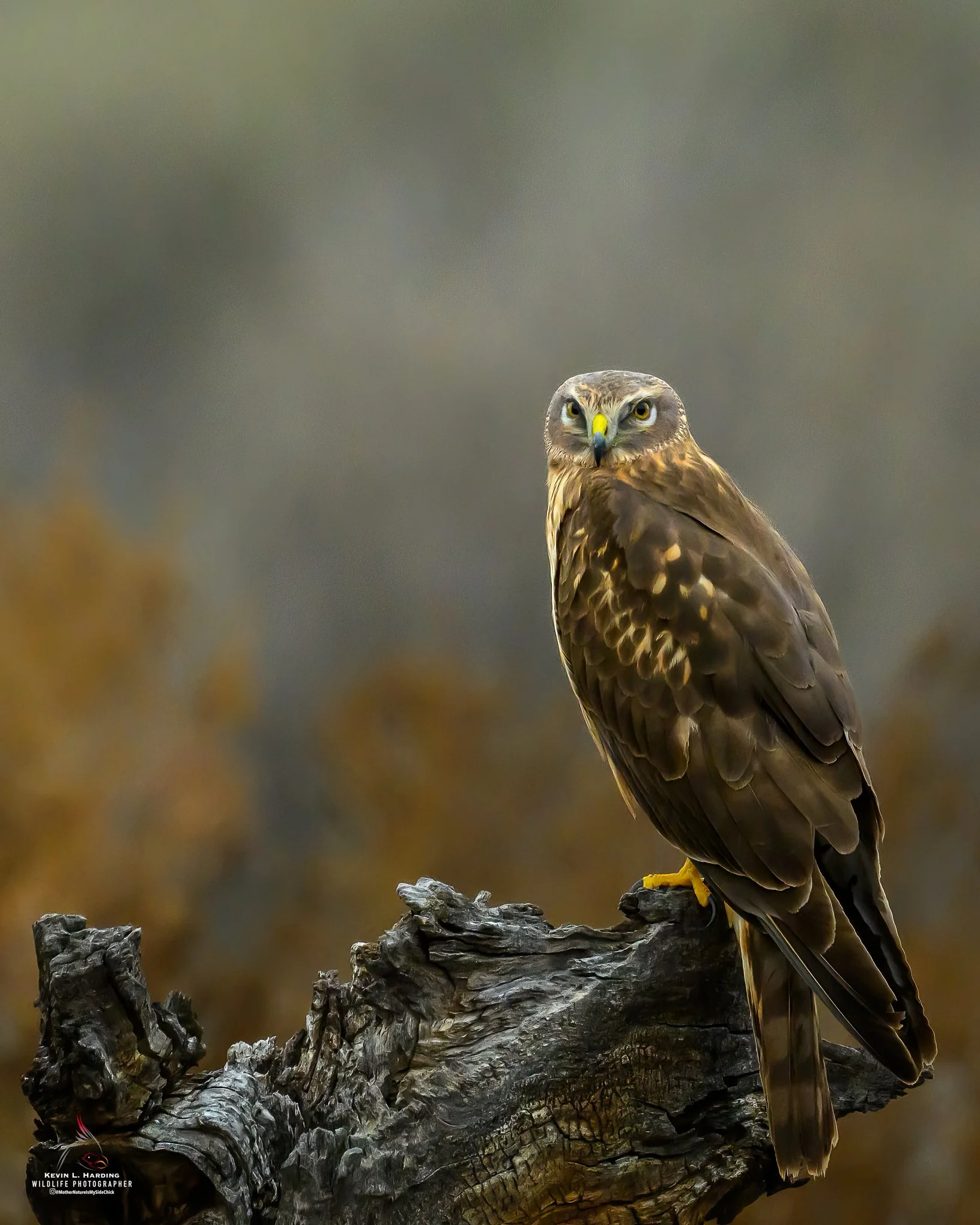 Northern Harrier