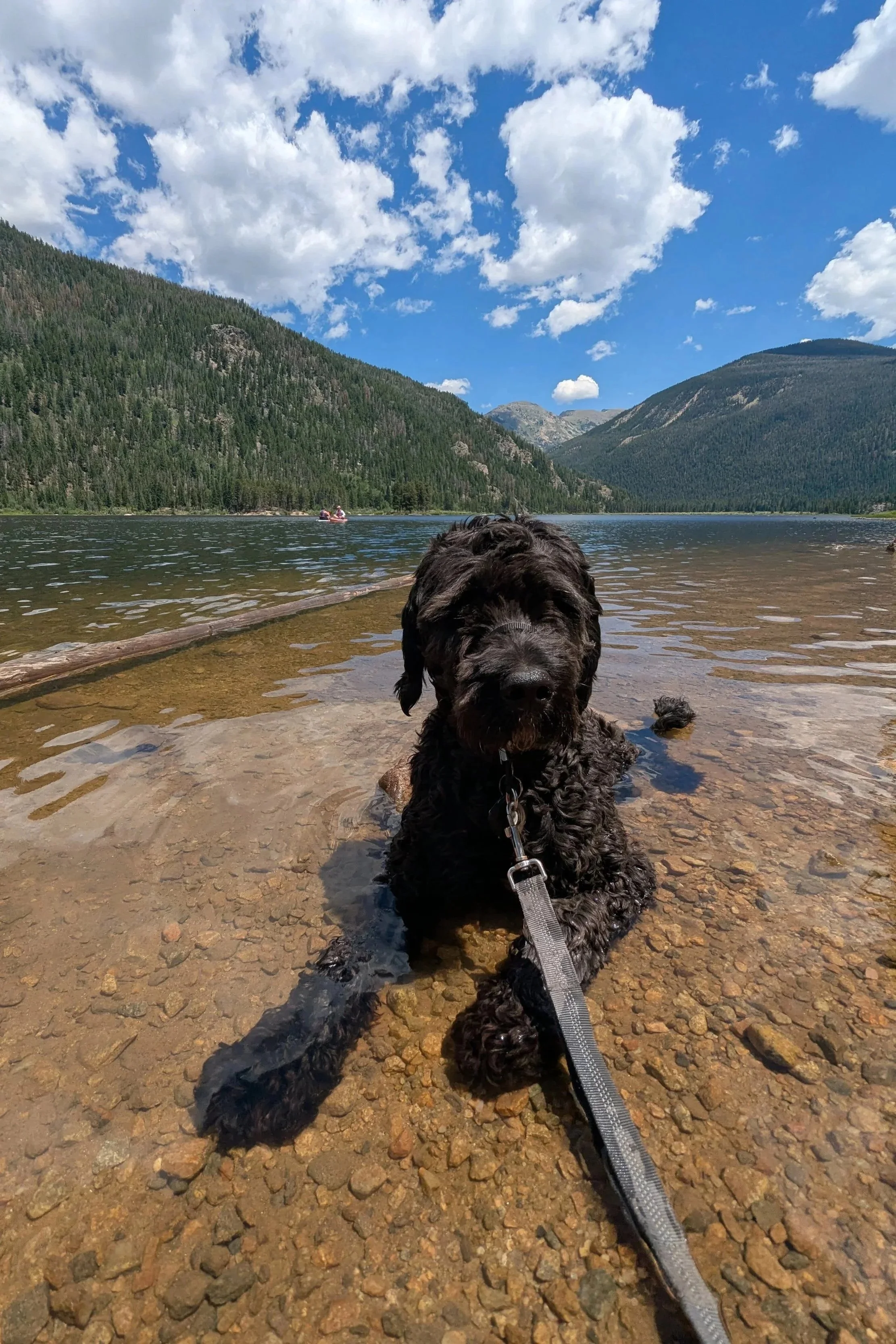 A black dog sitting in shallow water on a lakeshore with mountainous landscape and blue sky with white clouds in the background.