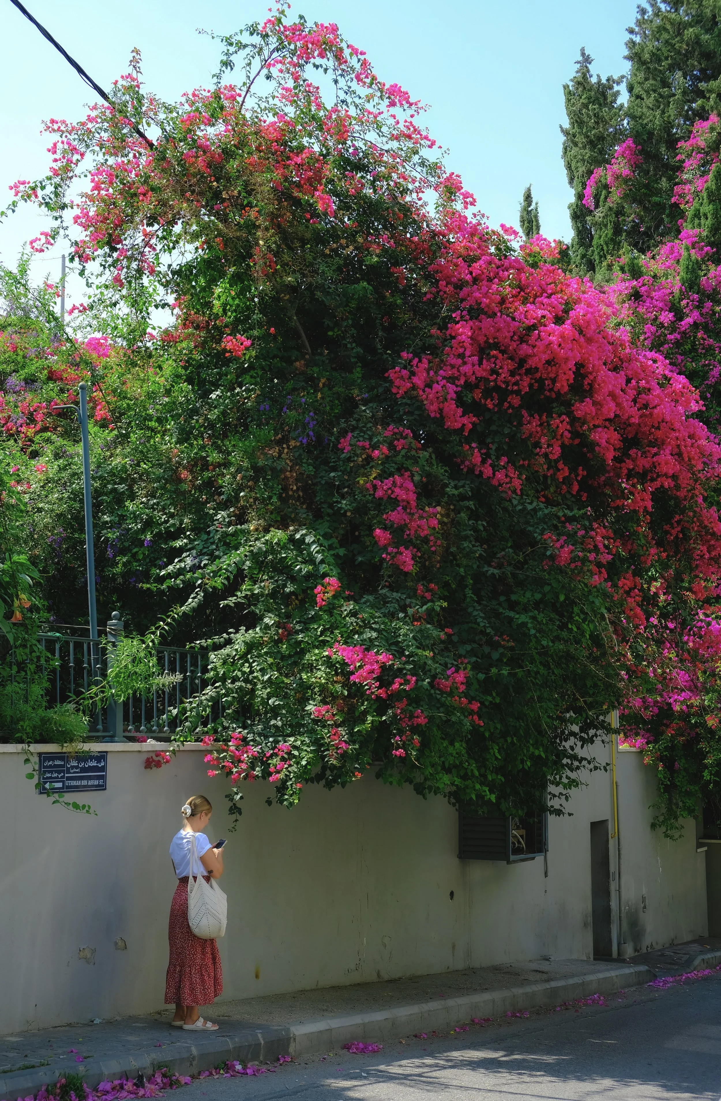A woman standing on a sidewalk in front of a white wall with colorful pink and purple flowering bushes overhead, using her phone.