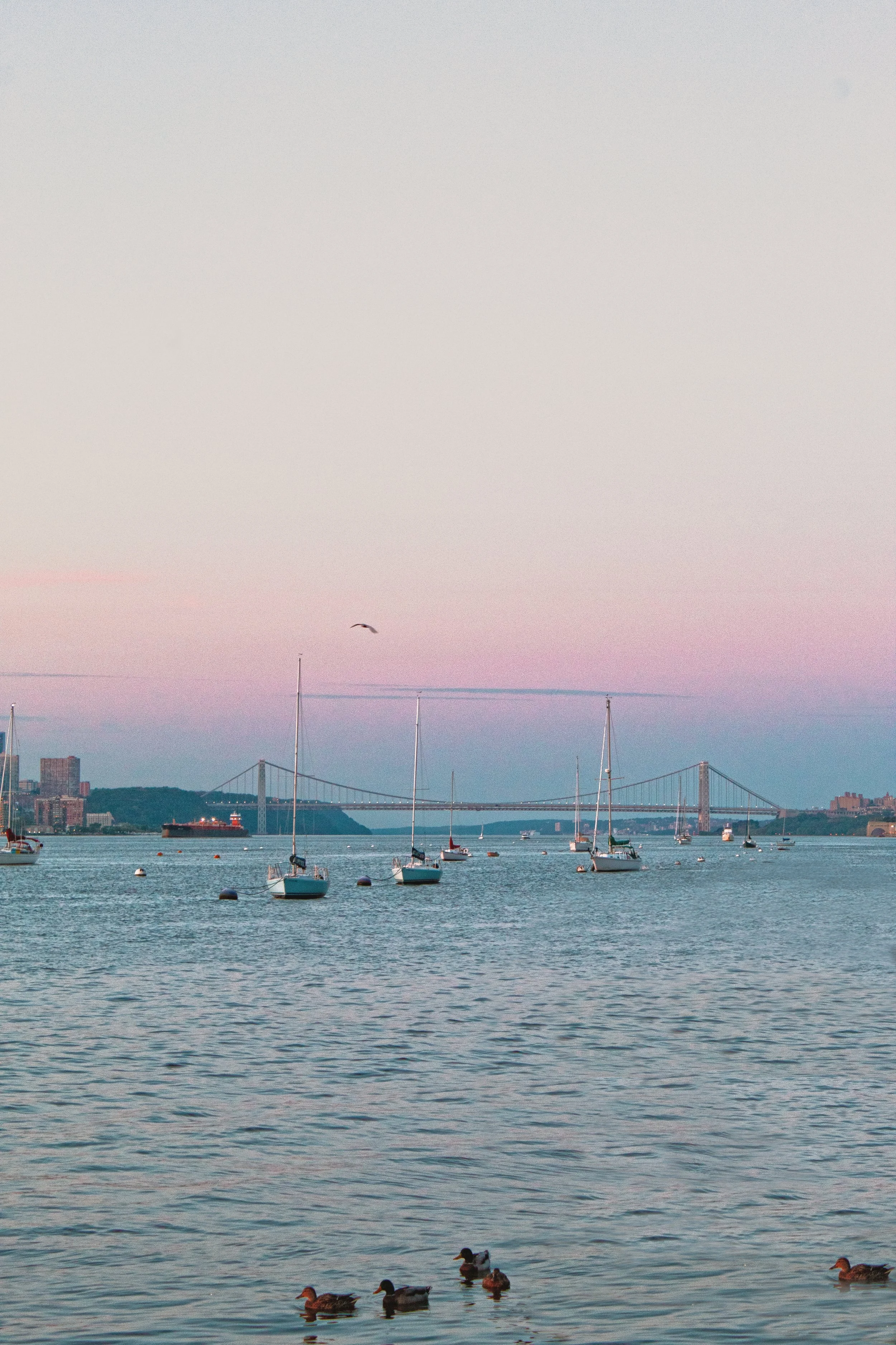 View of a waterway at dusk with sailboats anchored, a bridge in the distance, and ducks swimming in the foreground.