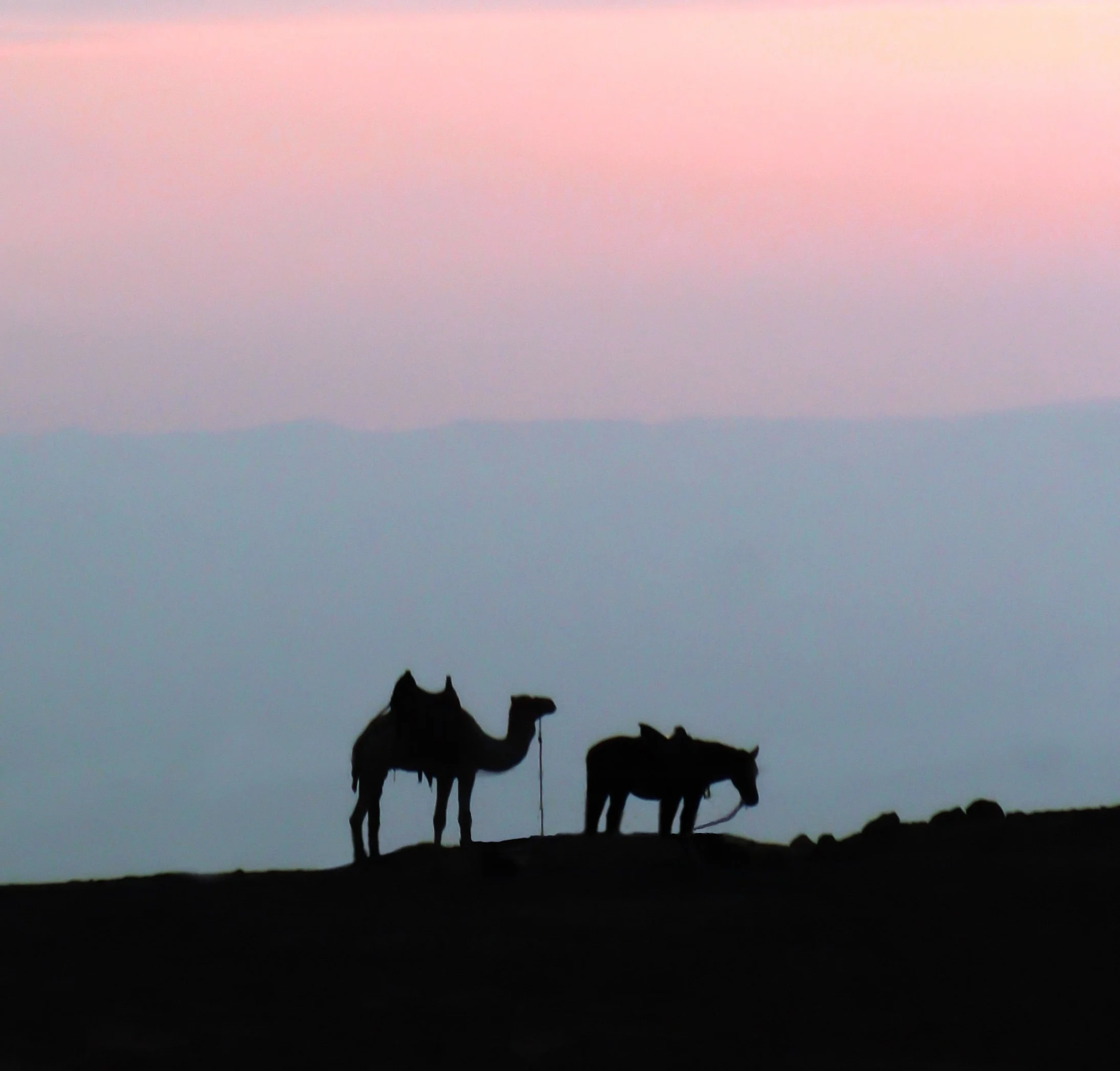 Silhouettes of two camels on a hill at sunset with pink and purple sky.