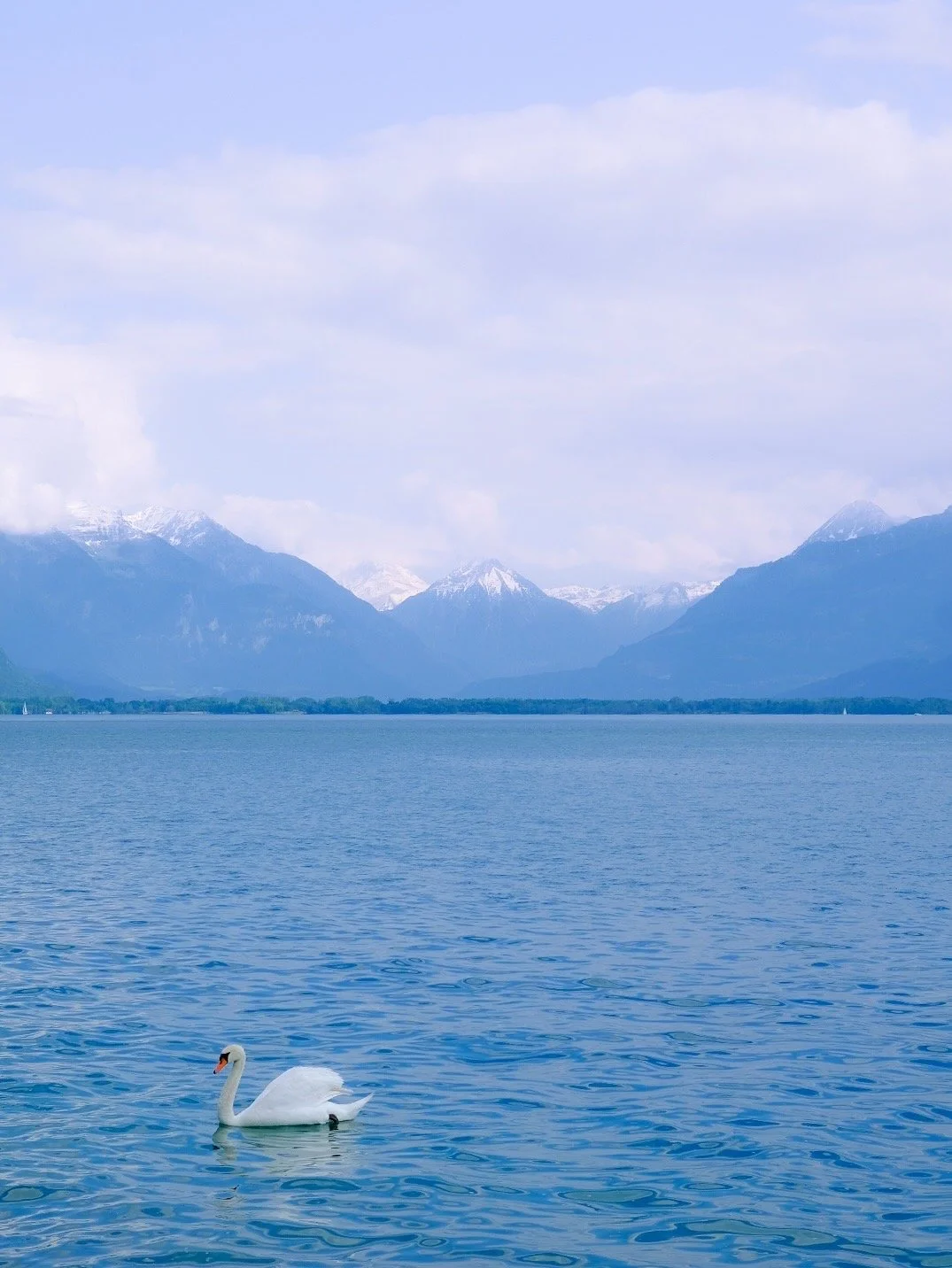 A white swan swimming on a large body of water with mountain ranges and snow-capped peaks in the background under a cloudy sky.