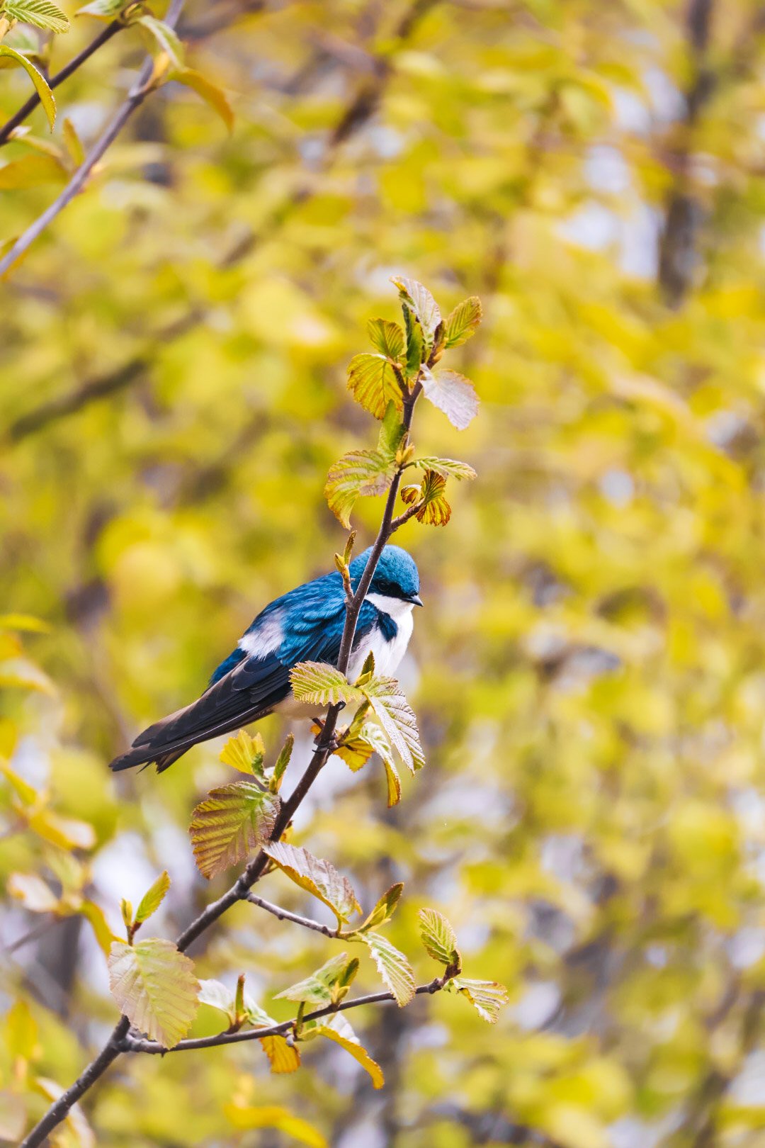 Stellers Jay. Canon R50
