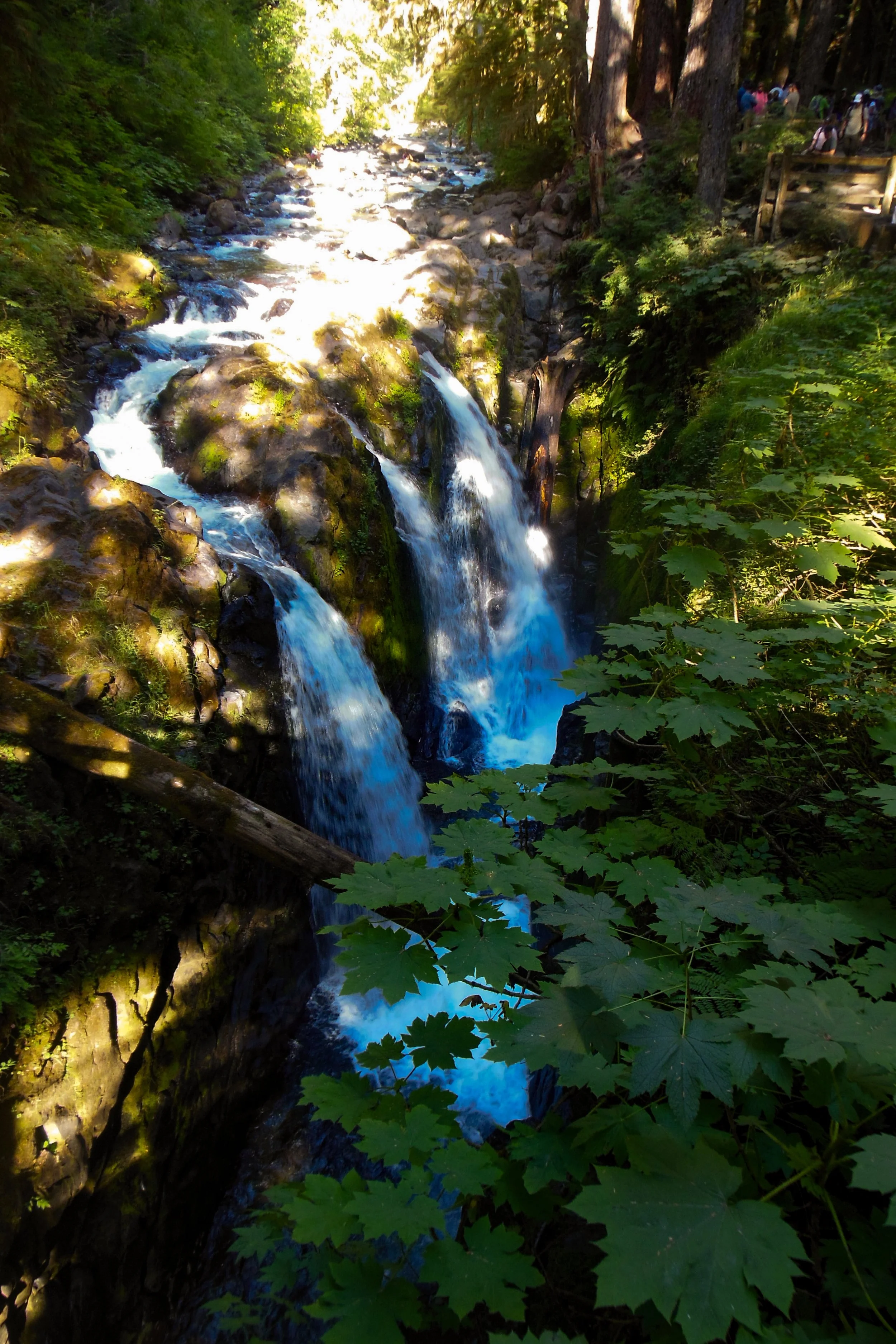 Old moss growth revealing Sol Duc Falls, Olympic National Park. Nikon s600