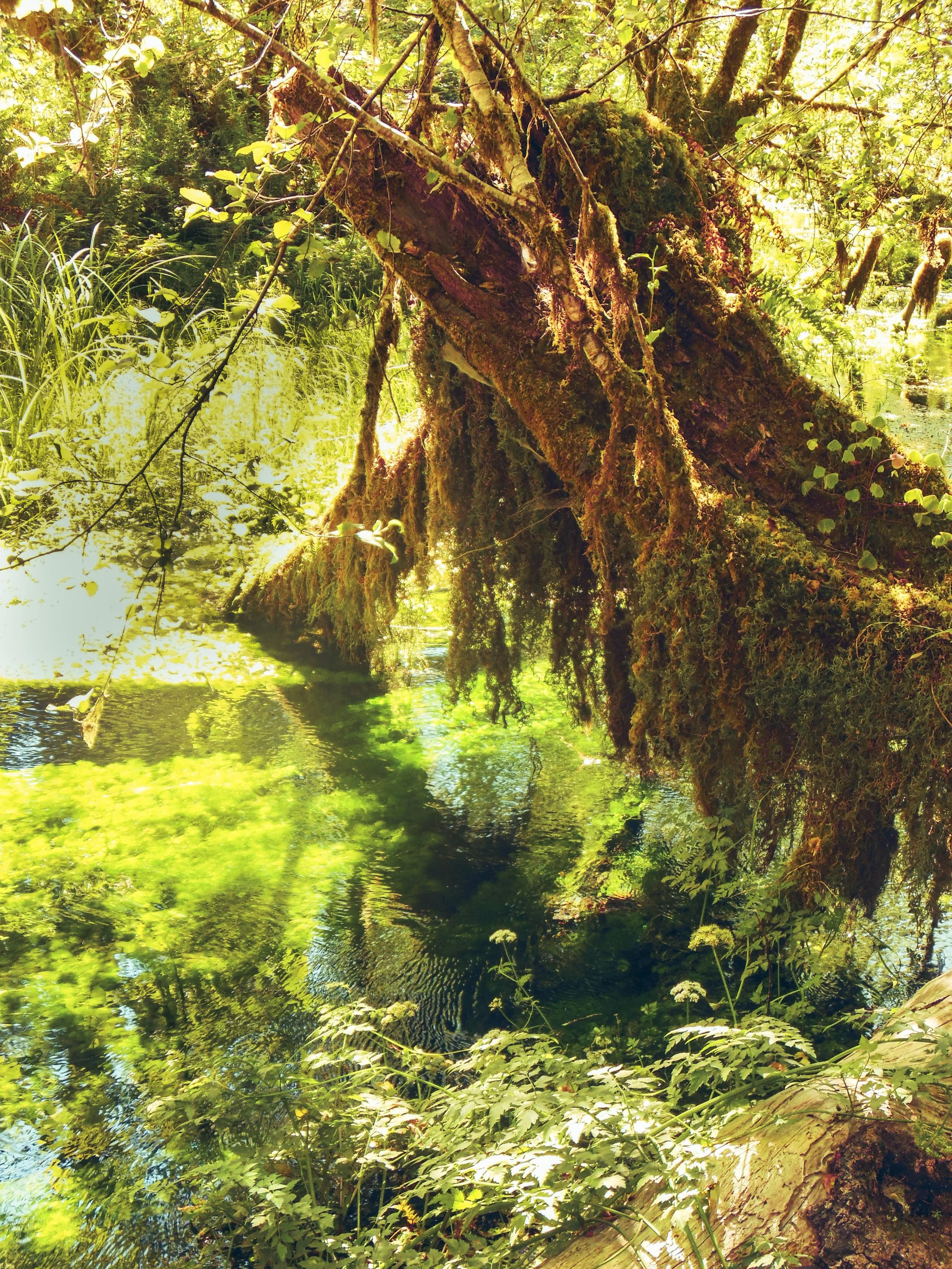 Light catching dripping green, Hoh rainforest. Nikon S600