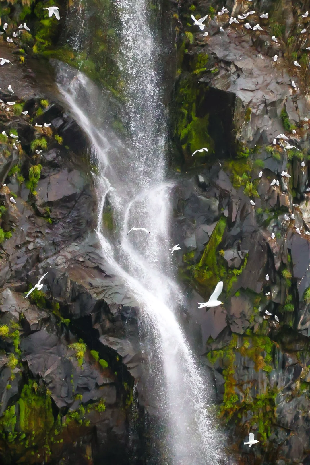 Seabirds against cascading waterfall. Canon R50