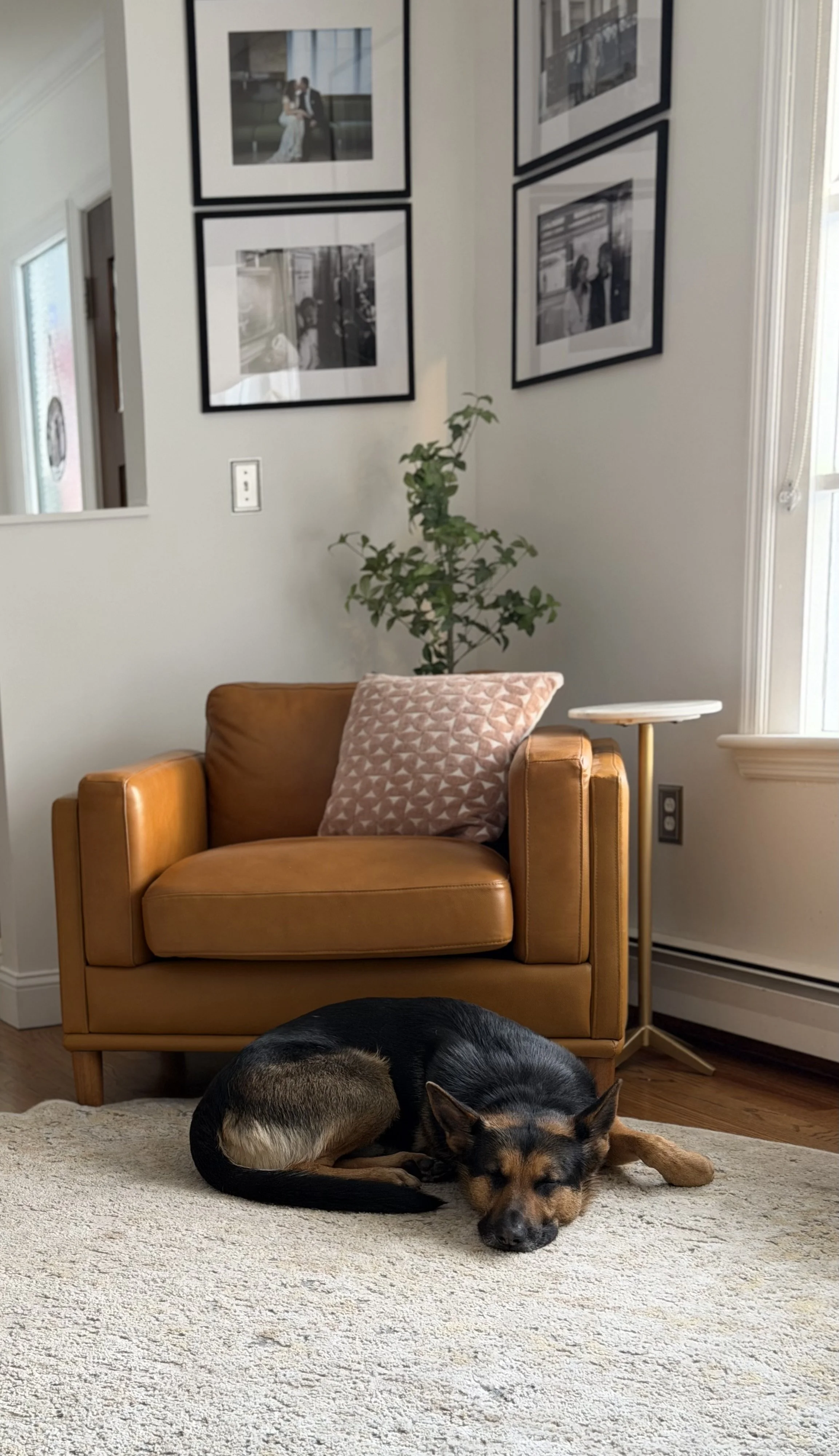 A dog sleeping on a beige area rug in front of a brown leather armchair with a pink patterned pillow, next to a small side table, with a potted plant, framed photos on the wall, and a window providing natural light.