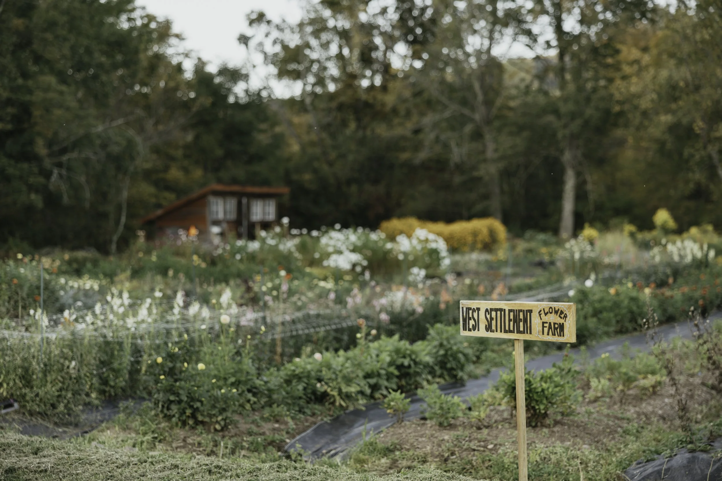 A garden with flowers and a small red wooden house in the background. A wooden sign in the foreground reads 'West Settlement Flower Farm.'