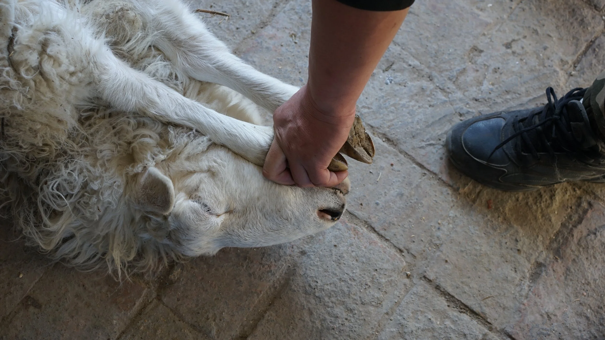 スヨリト一家の日々の食卓。