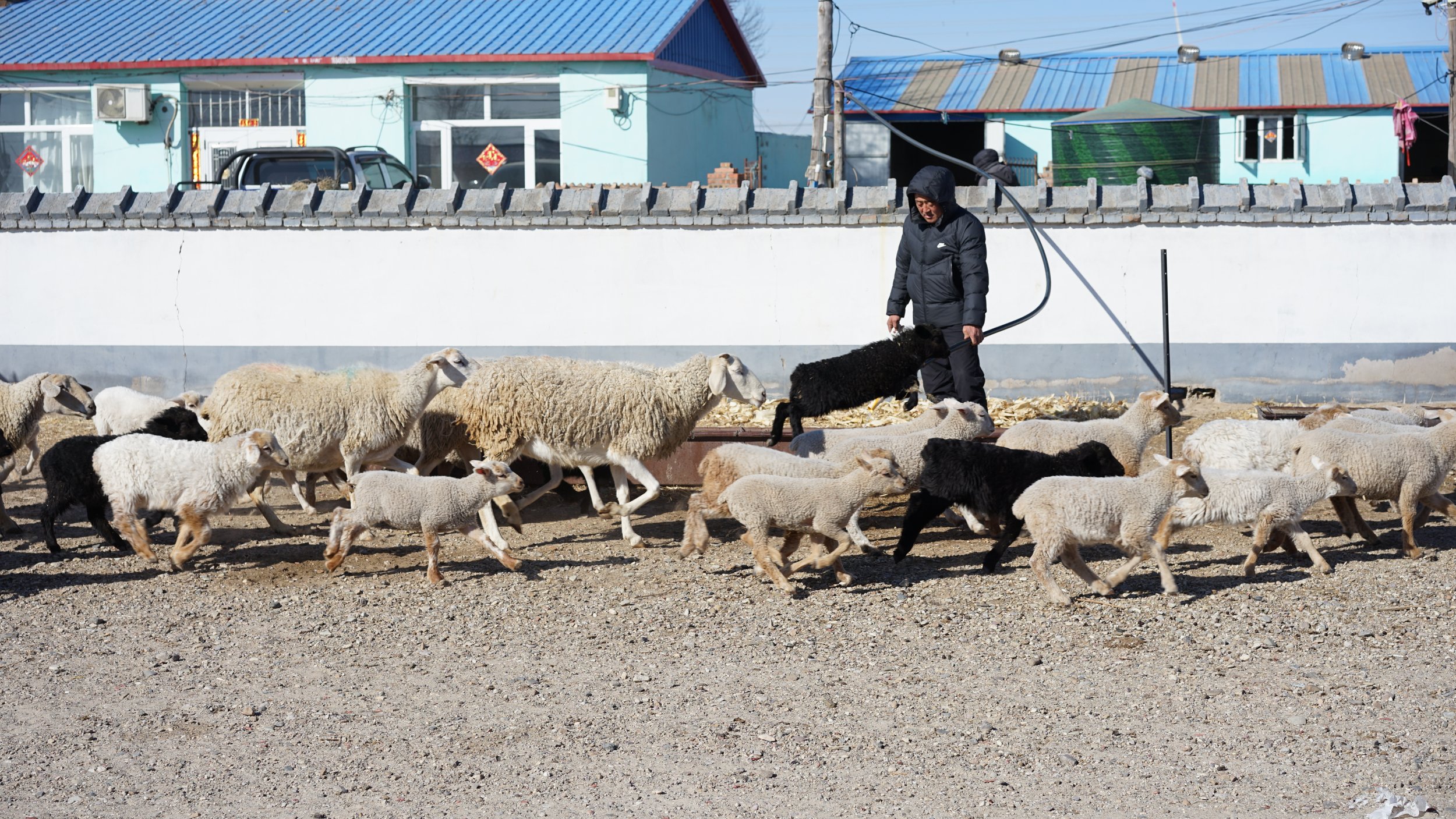 Person in black coat herding a flock of sheep and goats on a gravel road with houses and a brick wall in the background.