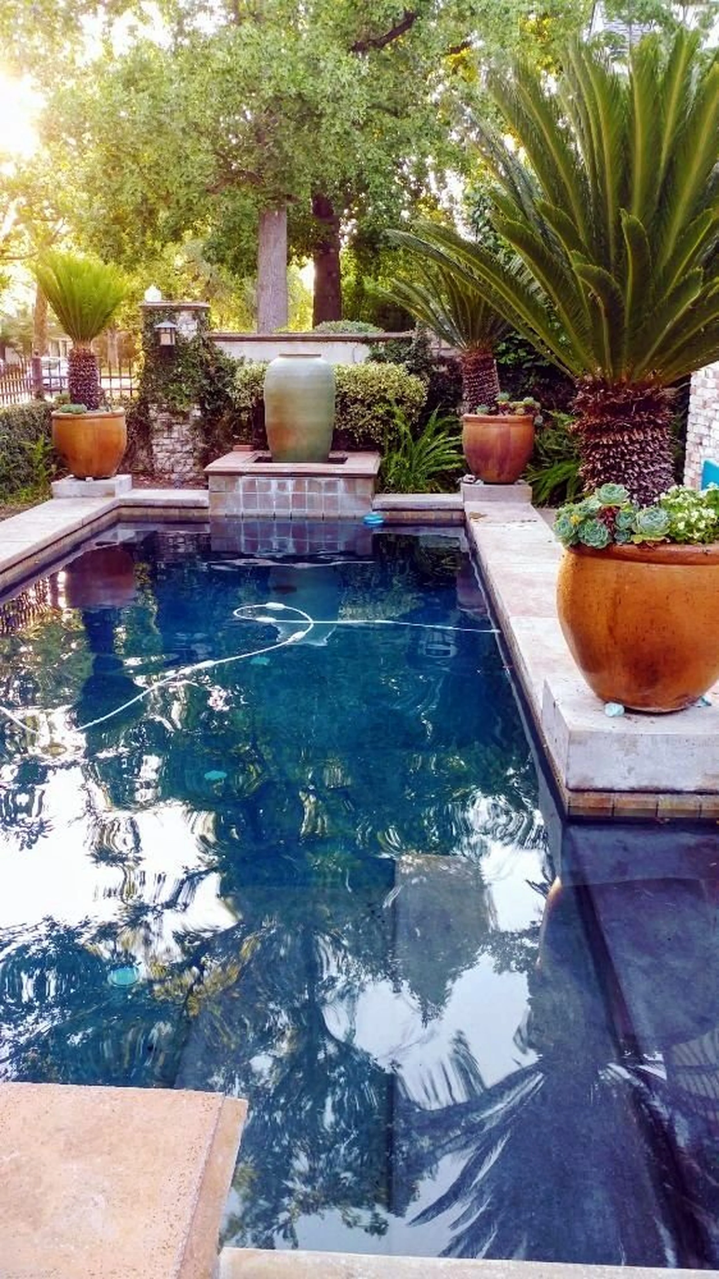 A backyard swimming pool surrounded by potted plants, including two large palm trees and a desert plant in a pot, with trees and greenery in the background.