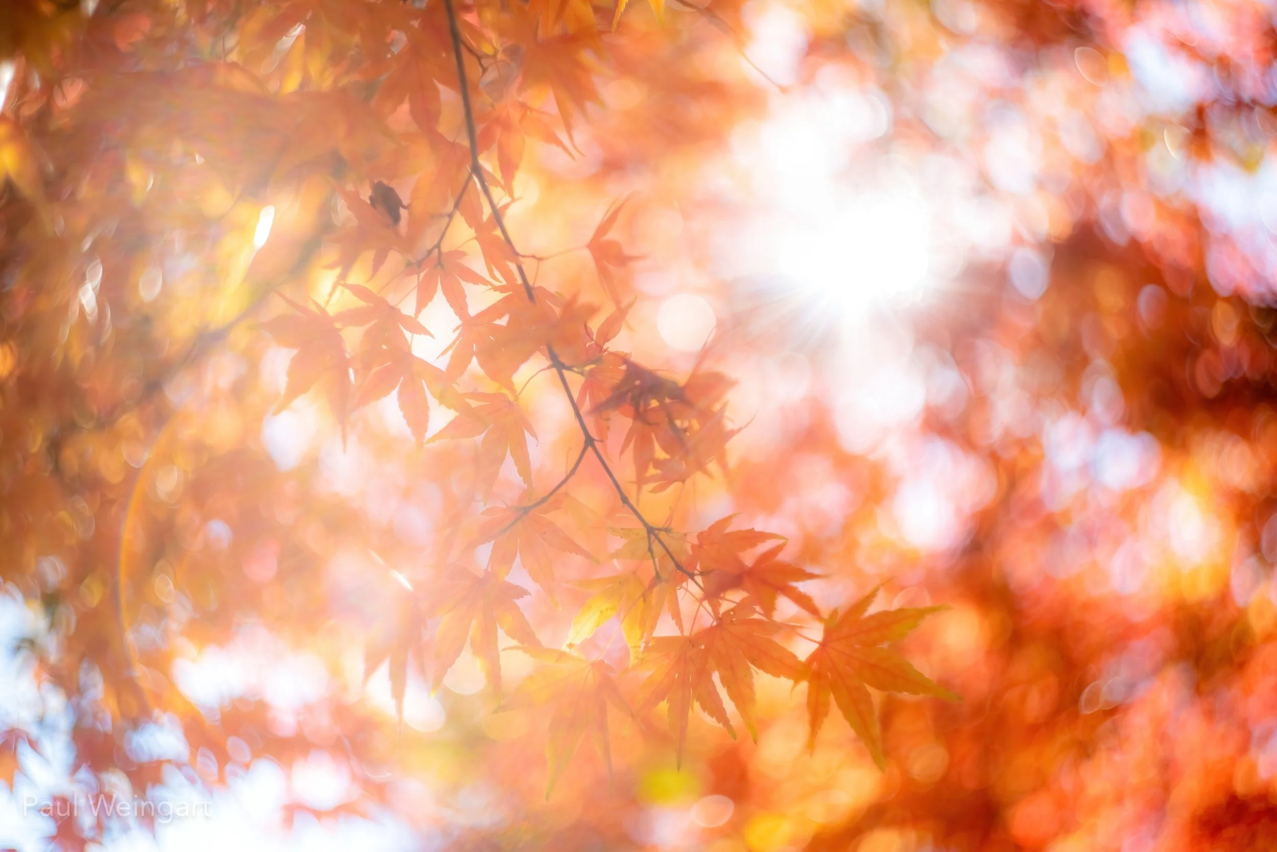 Paul-Weingart-PaulWeingart-PMW03571 2-denoise-denoise.jpg