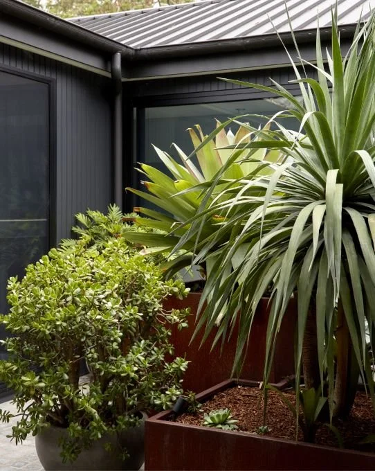 Outdoor patio with potted plants, including a large spiky green plant and a smaller rounded shrub, beside a modern house with dark siding and large windows.