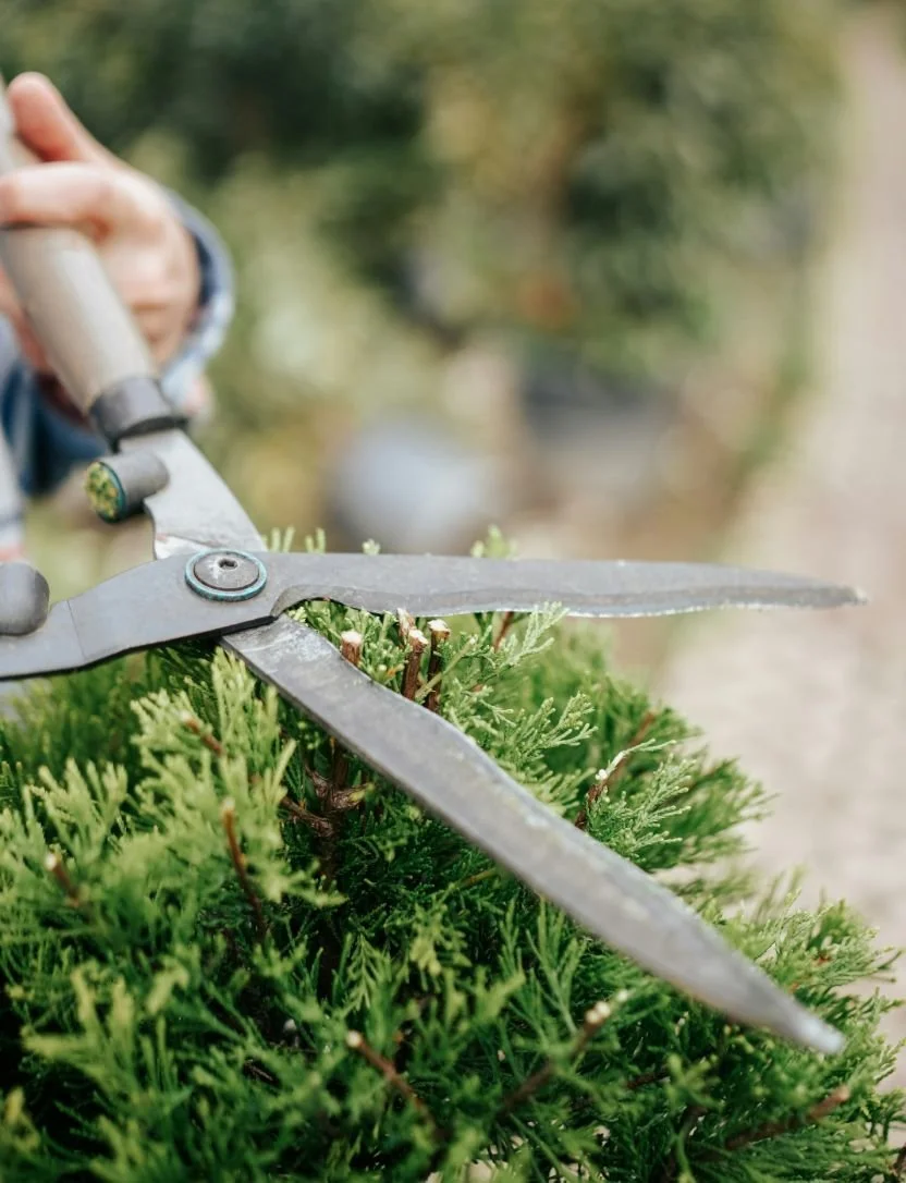 A person using pruning shears to trim a green shrub in an outdoor garden.