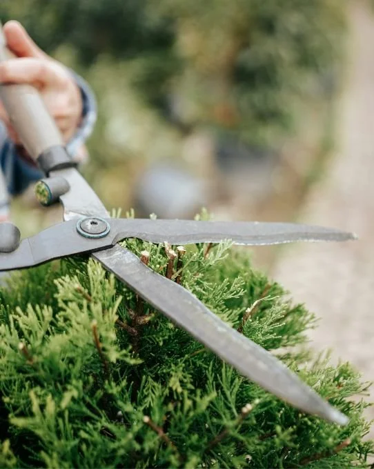 Person trimming a green shrub with hedge shears outdoors
