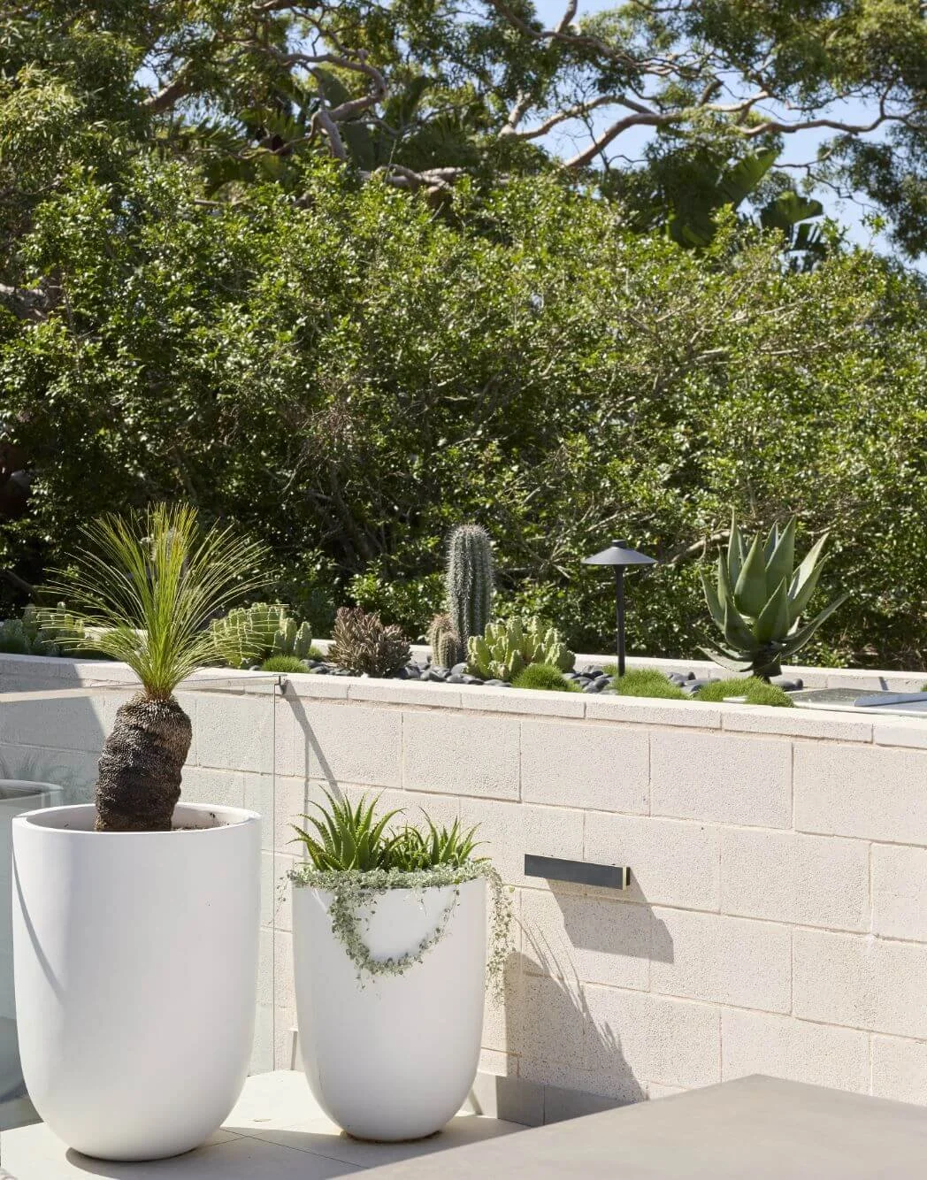 Outdoor patio with potted succulents and cacti, including a palm-like plant and an agave, against a backdrop of lush green trees.