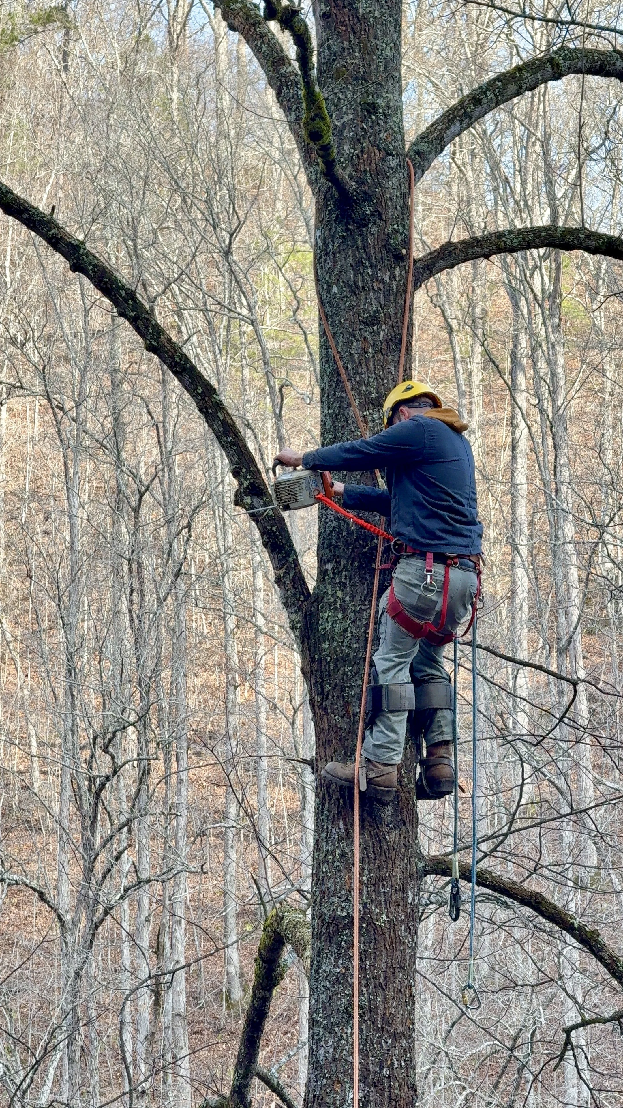 Tree Climbing & Delimbing