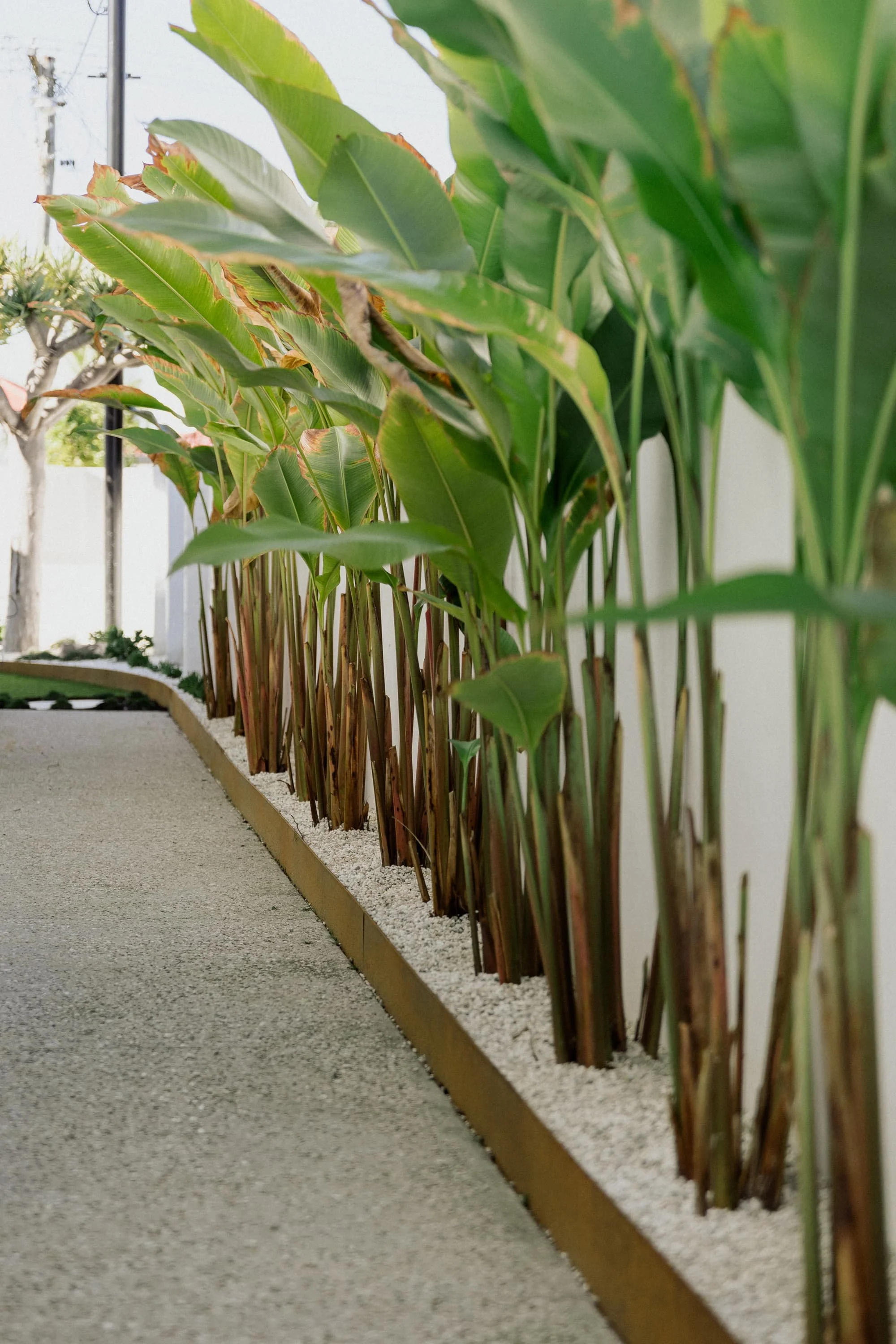 Green tropical plants with large leaves growing in a garden bed bordered with wood and white gravel, next to a pathway.