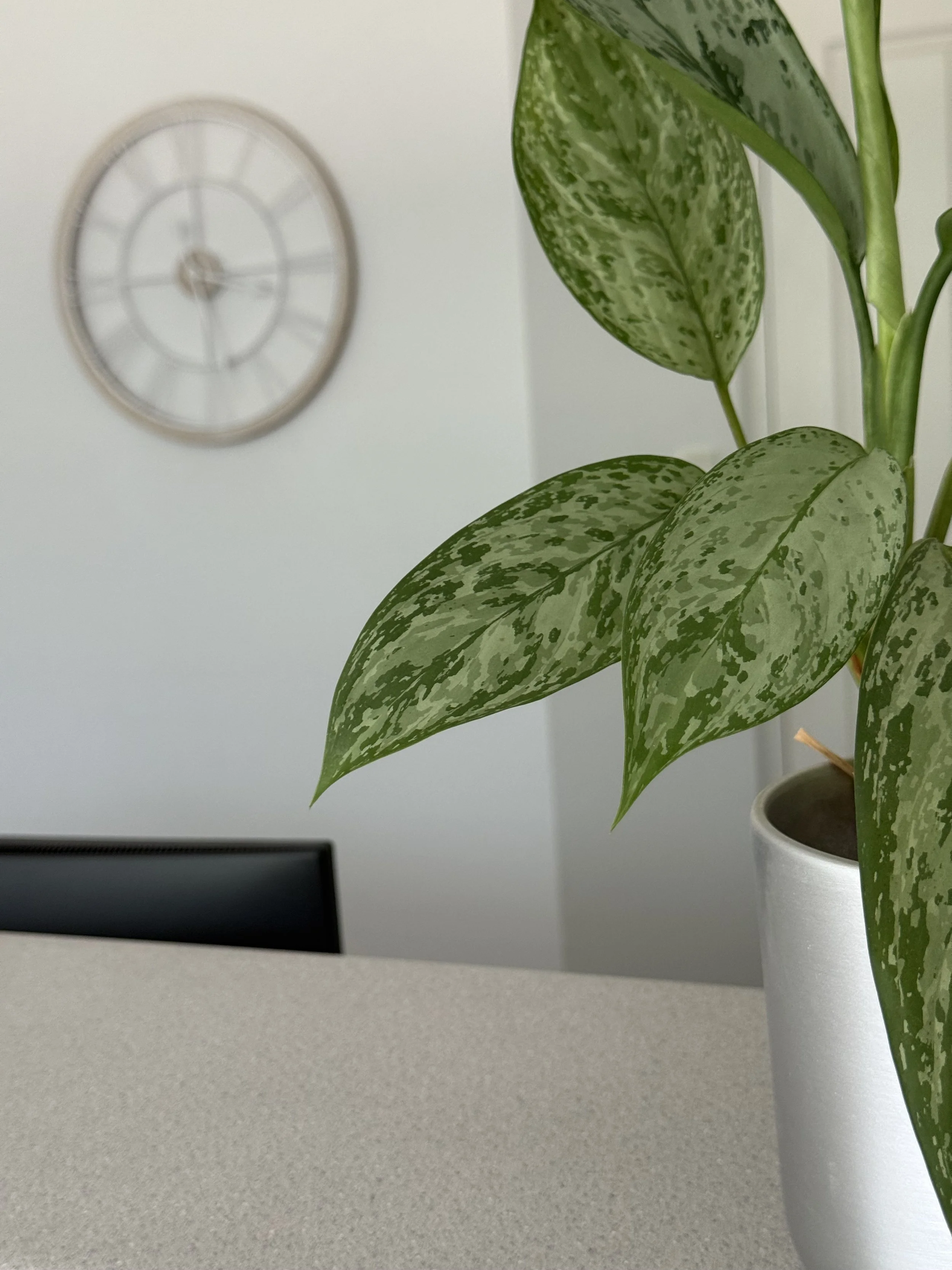 Plant in a calm, minimalist therapy office space