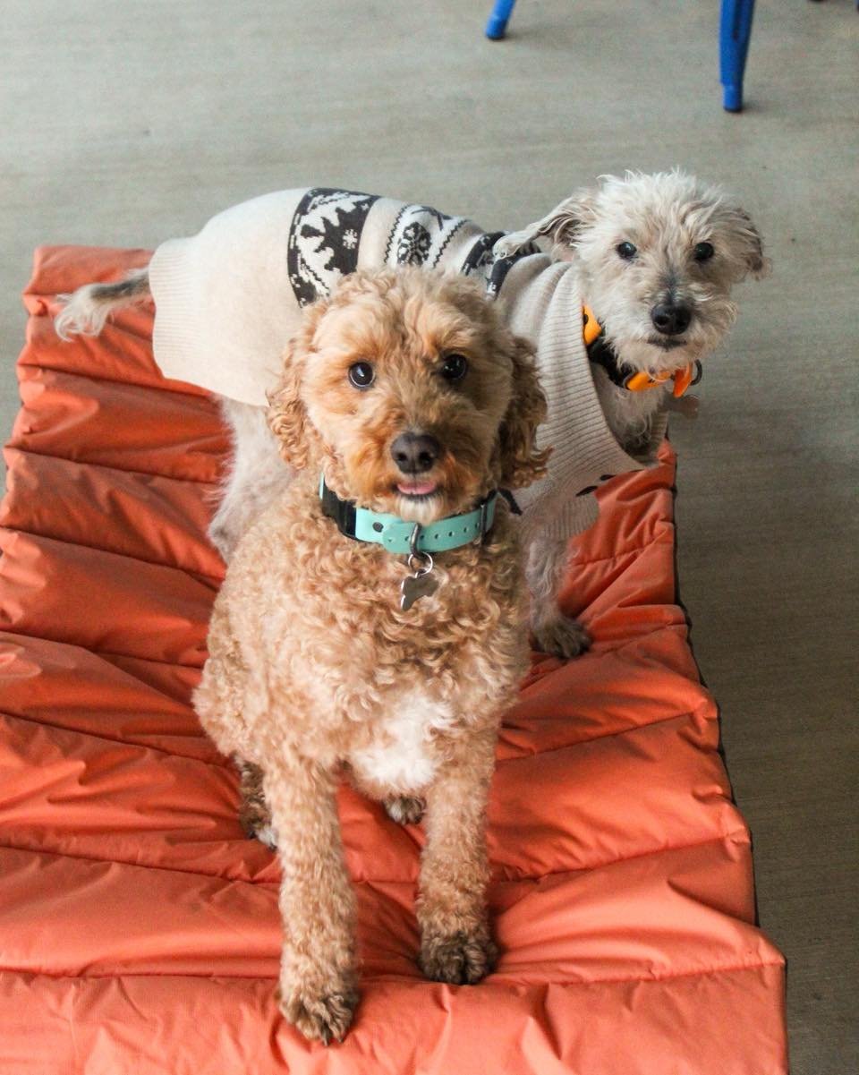 Happy Saturday! If you haven&rsquo;t already, come grab a drink and check out the new improvements with your pups! We&rsquo;re here until 8pm! 🐶 💚