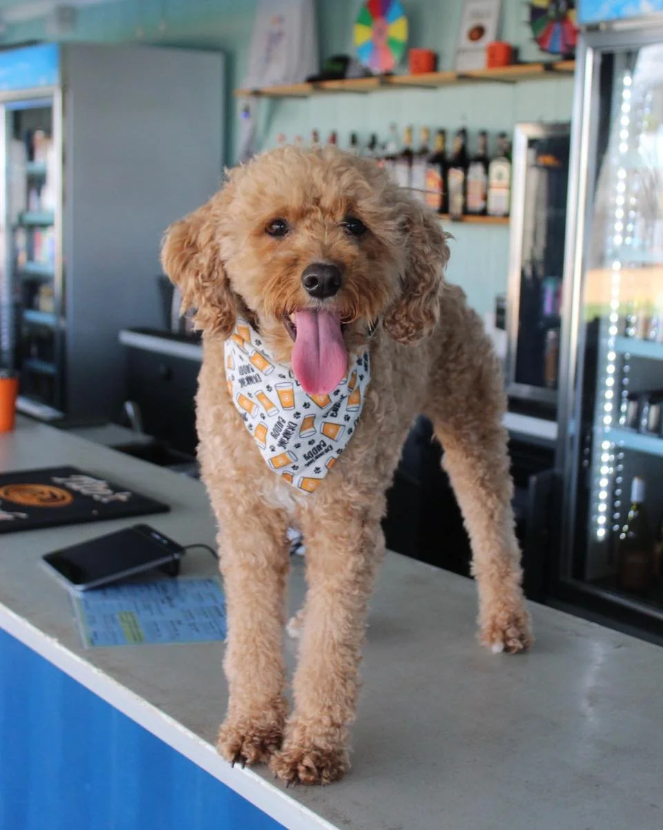 Gus is trivia ready! ❓🐾 Come hangout and solve some q&rsquo;s! Starting at 6:45pm!