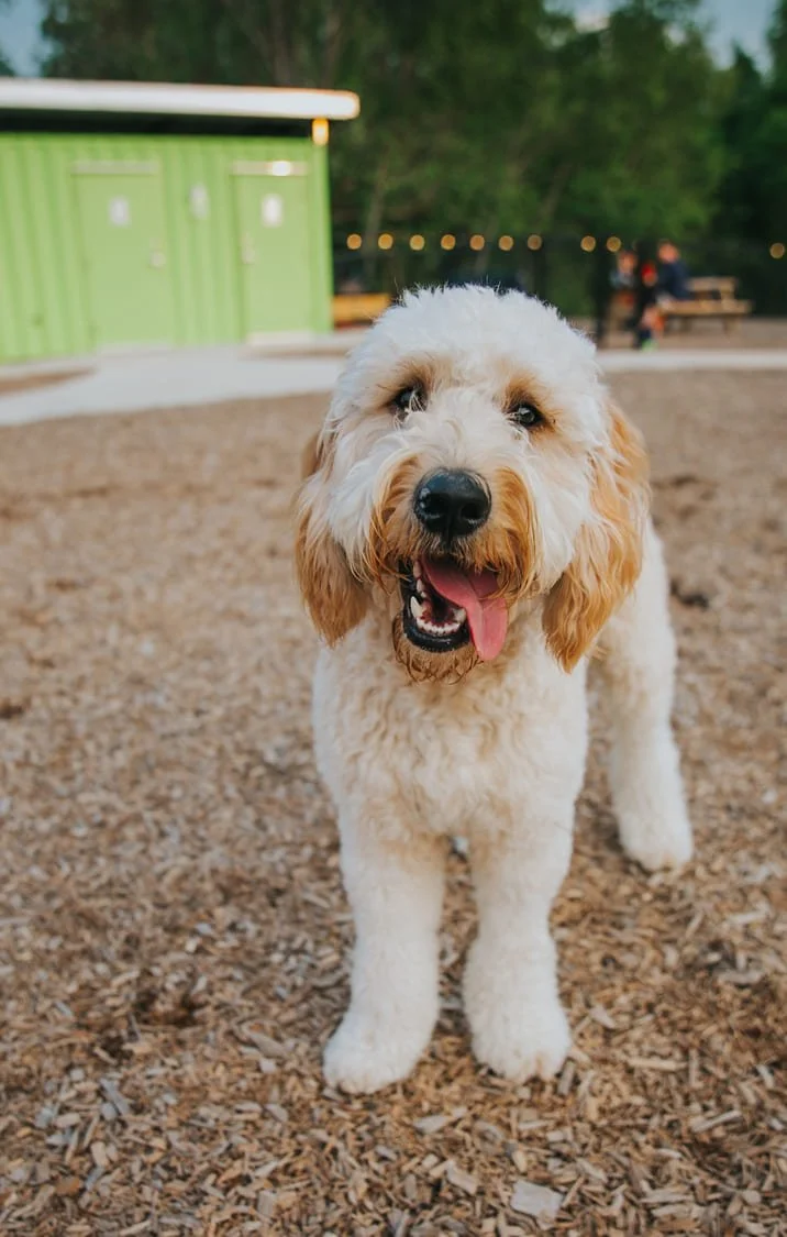 A happy, fluffy, cream-colored dog with a pink tongue hanging out, standing on wood chip ground outdoors.