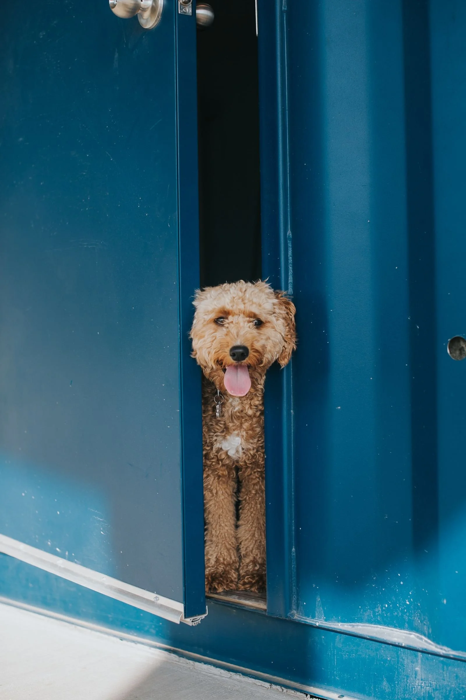 A cute, curly-haired brown dog with a white chest poking out from a slightly open blue door, tongue out and smiling.