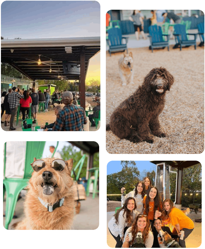 Collage of outdoor scenes including people gathered at a pavilion, two dogs sitting on wood chips, one dog wearing sunglasses, and a group of women with dogs smiling and taking selfies.