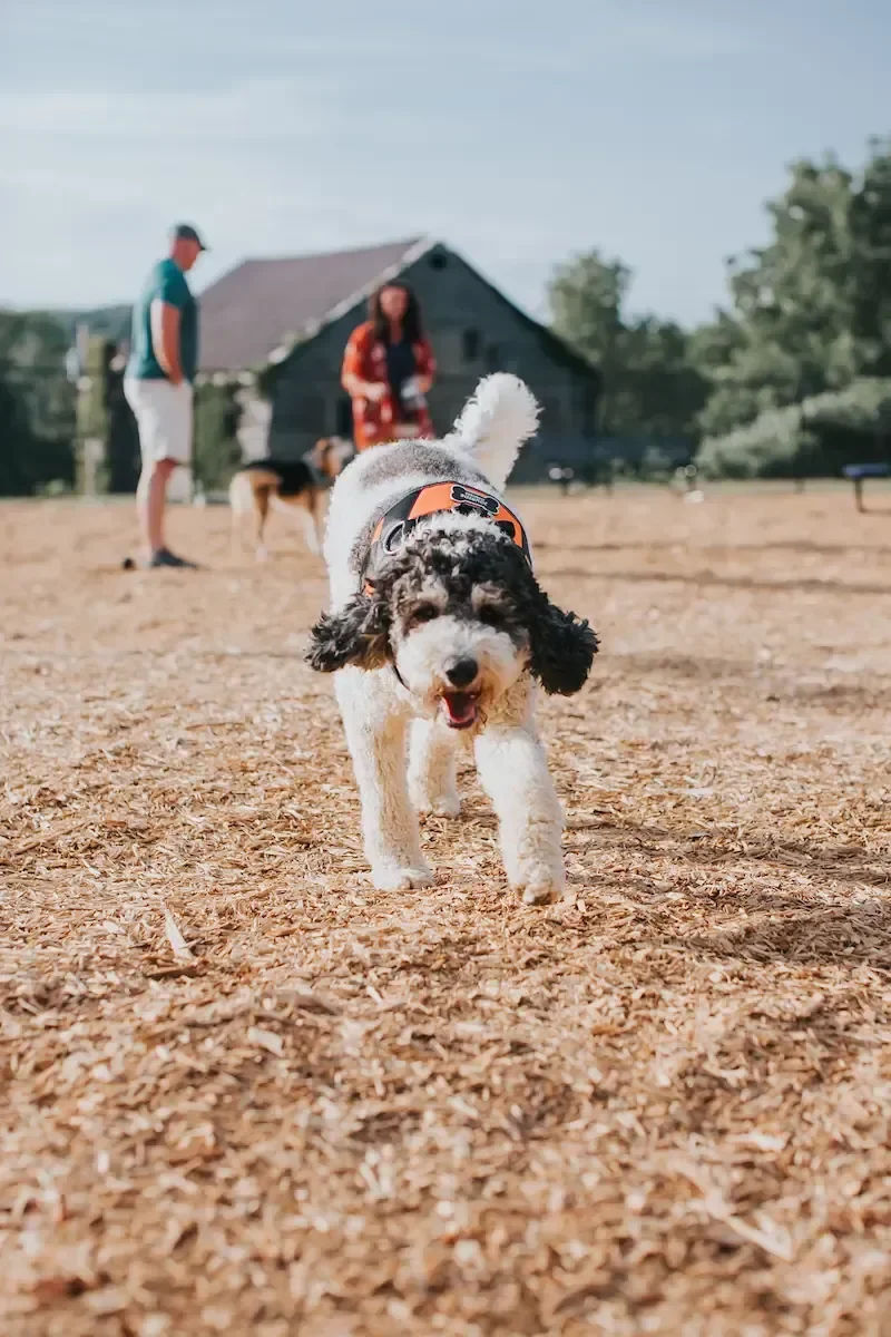 A playful black and white dog running towards the camera on a dirt field, with a person and another dog in the background, and a rustic barn in the distance.
