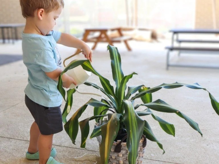 A young boy at daycare in Port Kennedy watering a large green plant in an indoor space with benches and a picnic table visible in the background.