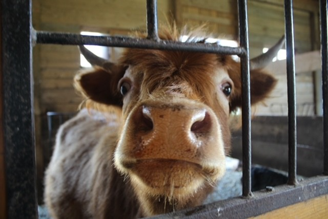 cow.png