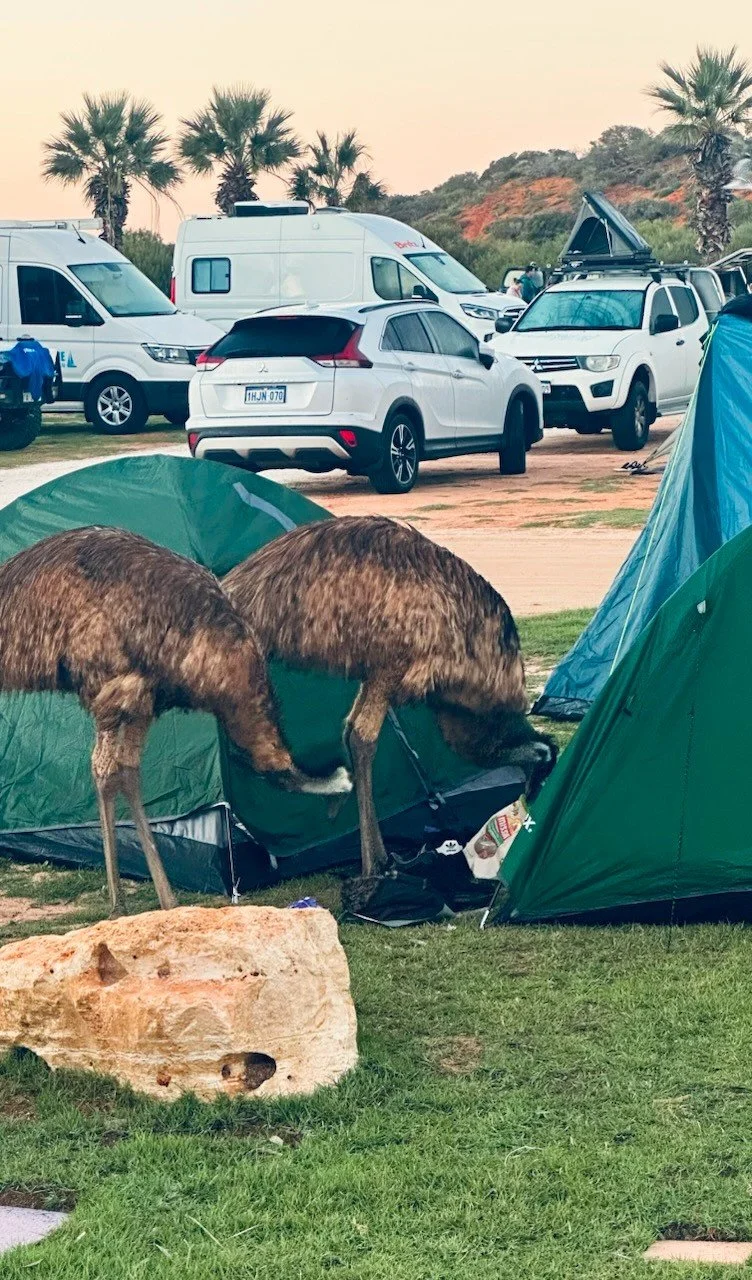 emus.jpeg