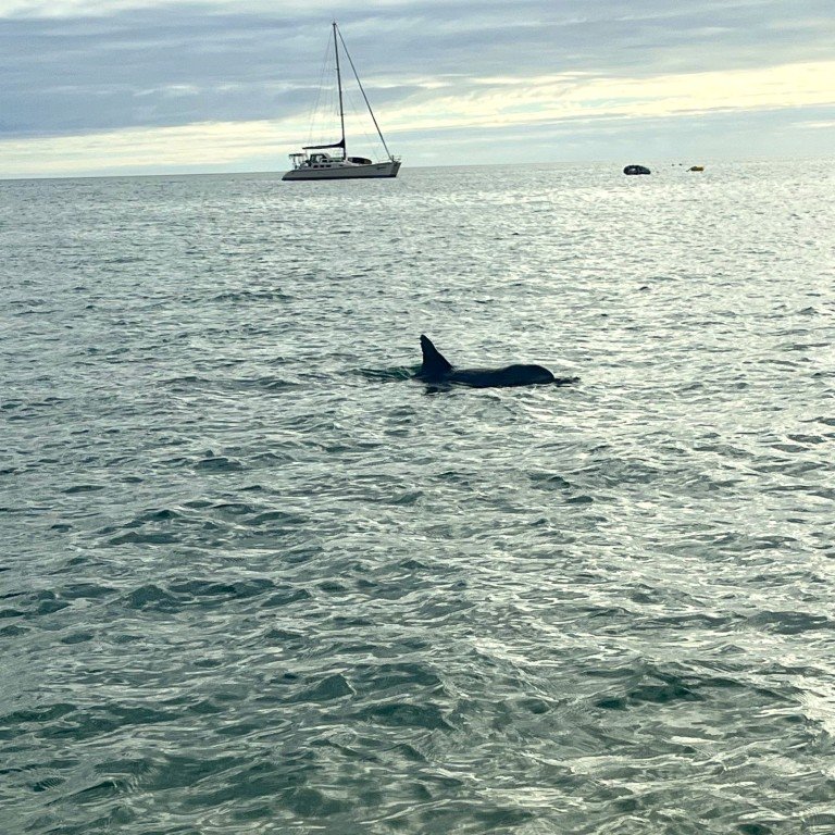 dolphin.jpg