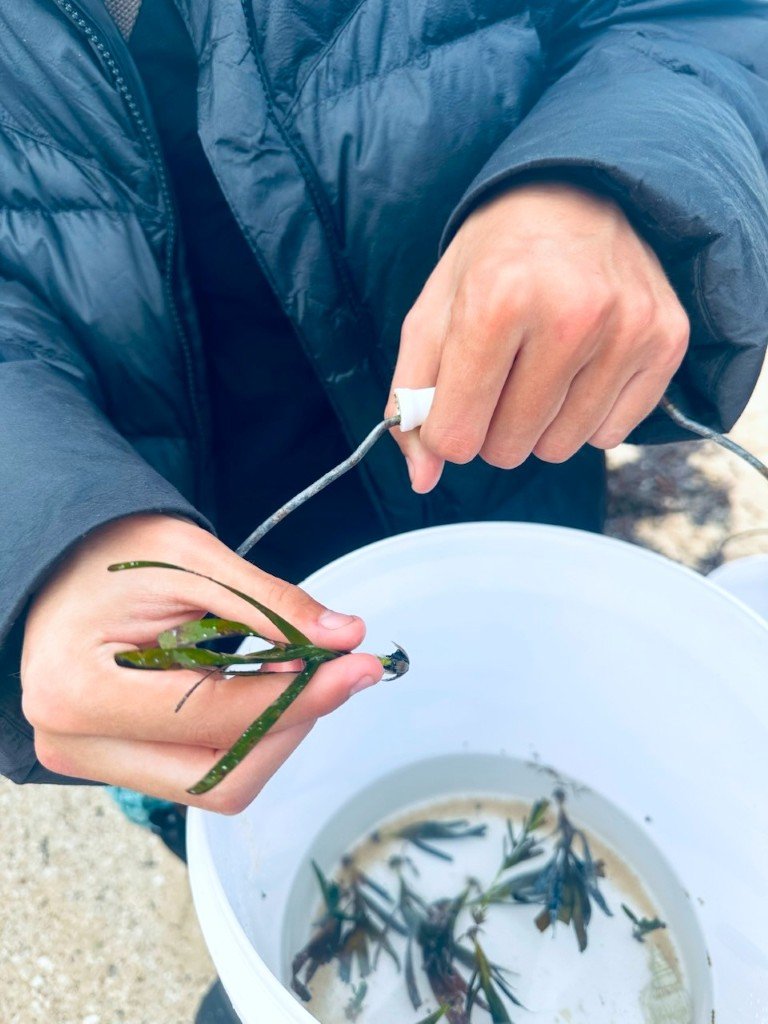 sea-grass-planting (5).jpeg