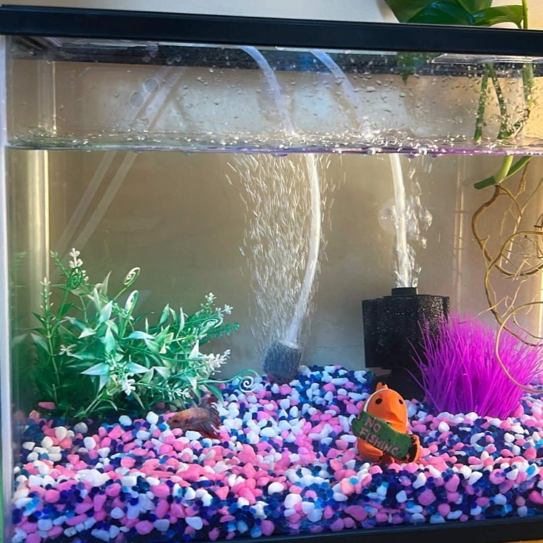 class-pet.jpeg
