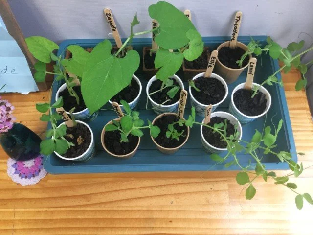 botany (7).JPG