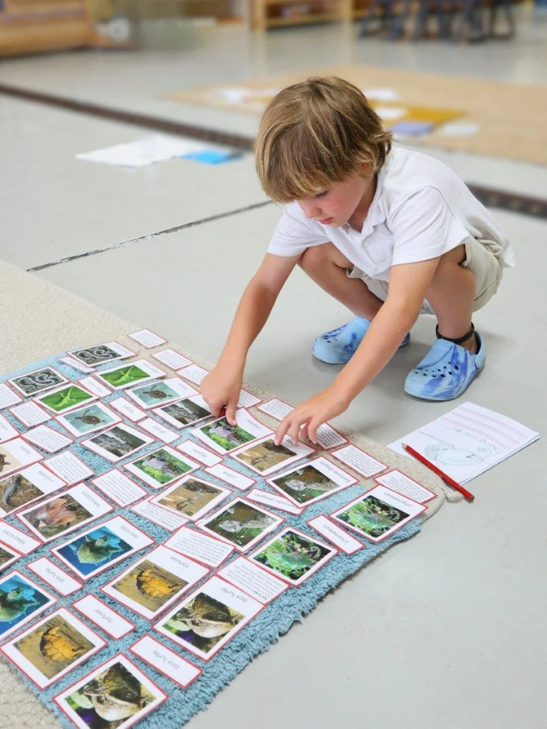 A young primary school aged boy crouching on the floor organising picture cards with images and text, laid out on a rug, in a classroom setting.
