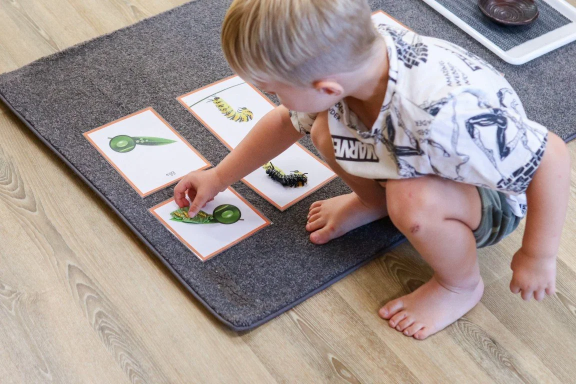 A young child working on educational cards featuring images and names of different caterpillars on a gray carpet on a wooden floor.