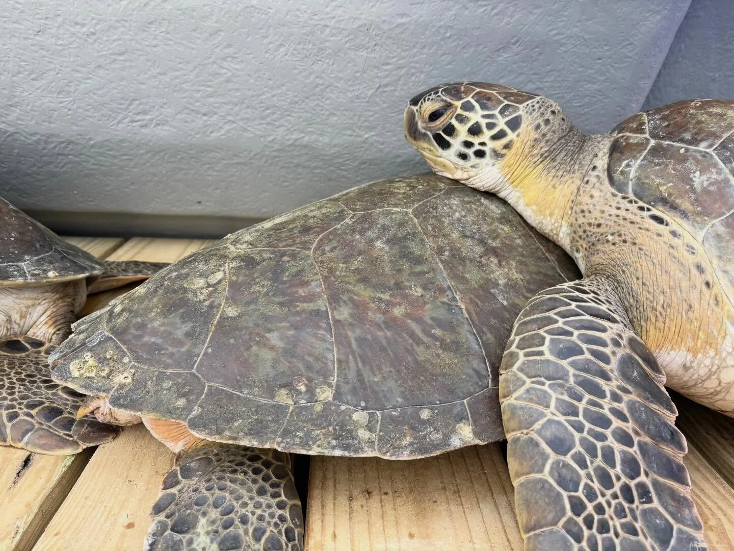 It&rsquo;s Turtle Tuesday! Make sure you are following our instagram each week to see all the great work and beautiful turtles the area has! #ipstp #turtletuesday #forgottoncoast