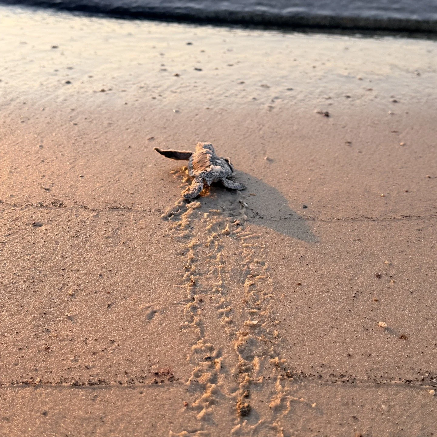 Swim free little one! Our Turtle conservation season begins soon! Please make sure you are paying attention to the signs and our website ipstp.com for all the information to make sure we can keep the turtles of the area safe! #turtletuesday #Ipstp #f