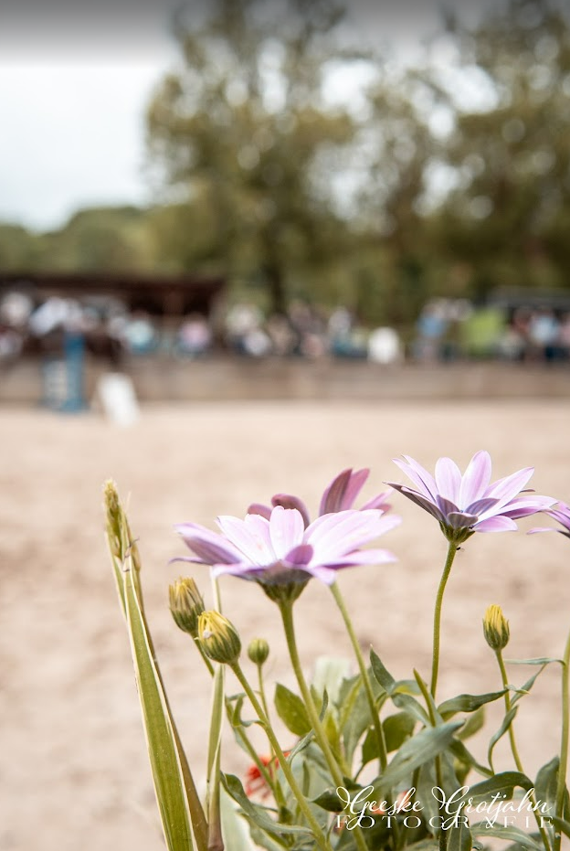 Nahaufnahme von Blumen im Vordergrund, im Hintergrund eine belebte Strandpromenade mit Menschen, Bäumen und Hütten, unscharf.
