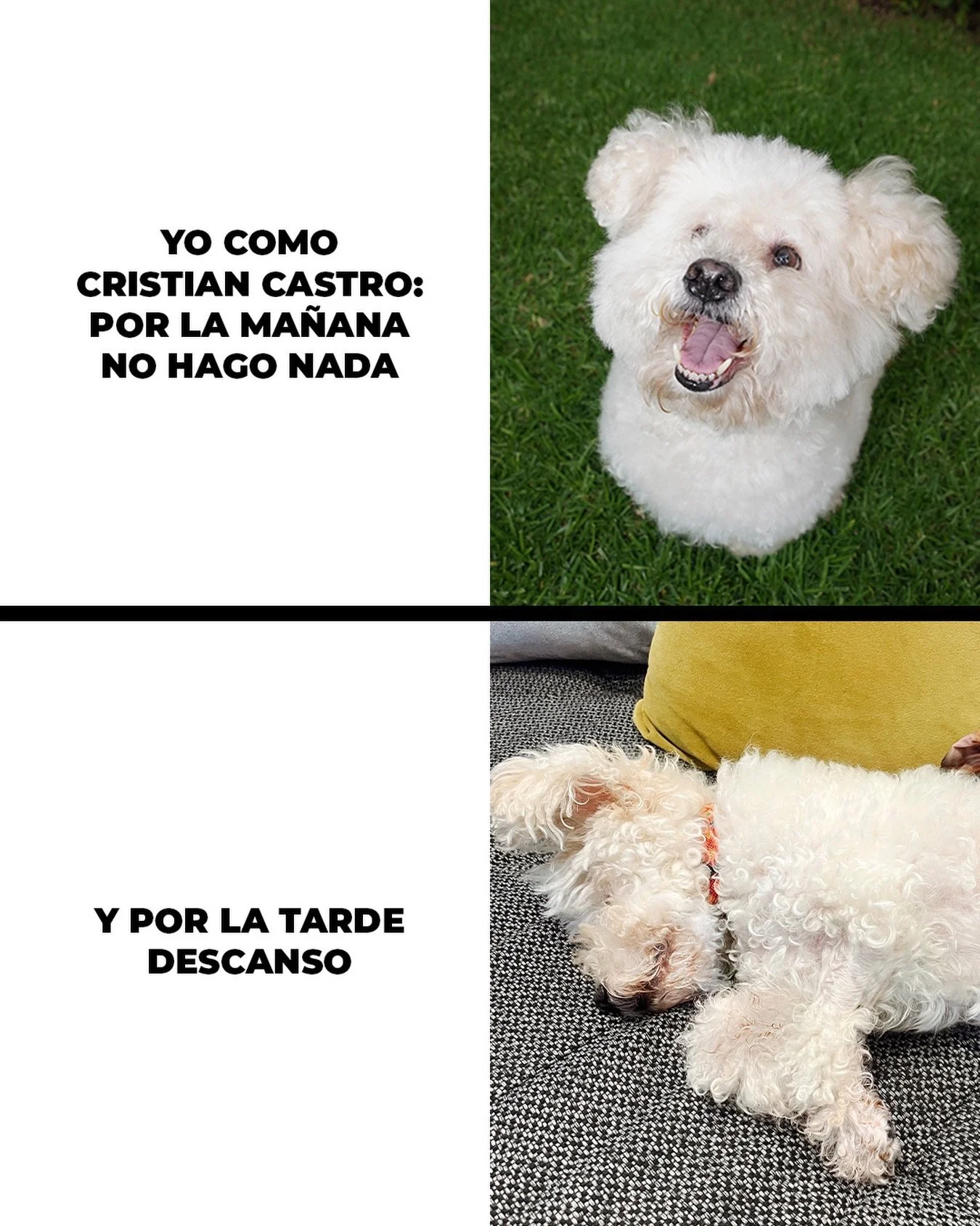 La mejor rutina&hellip; 🐶💤

#Consome #DiegoCardenas #Rules