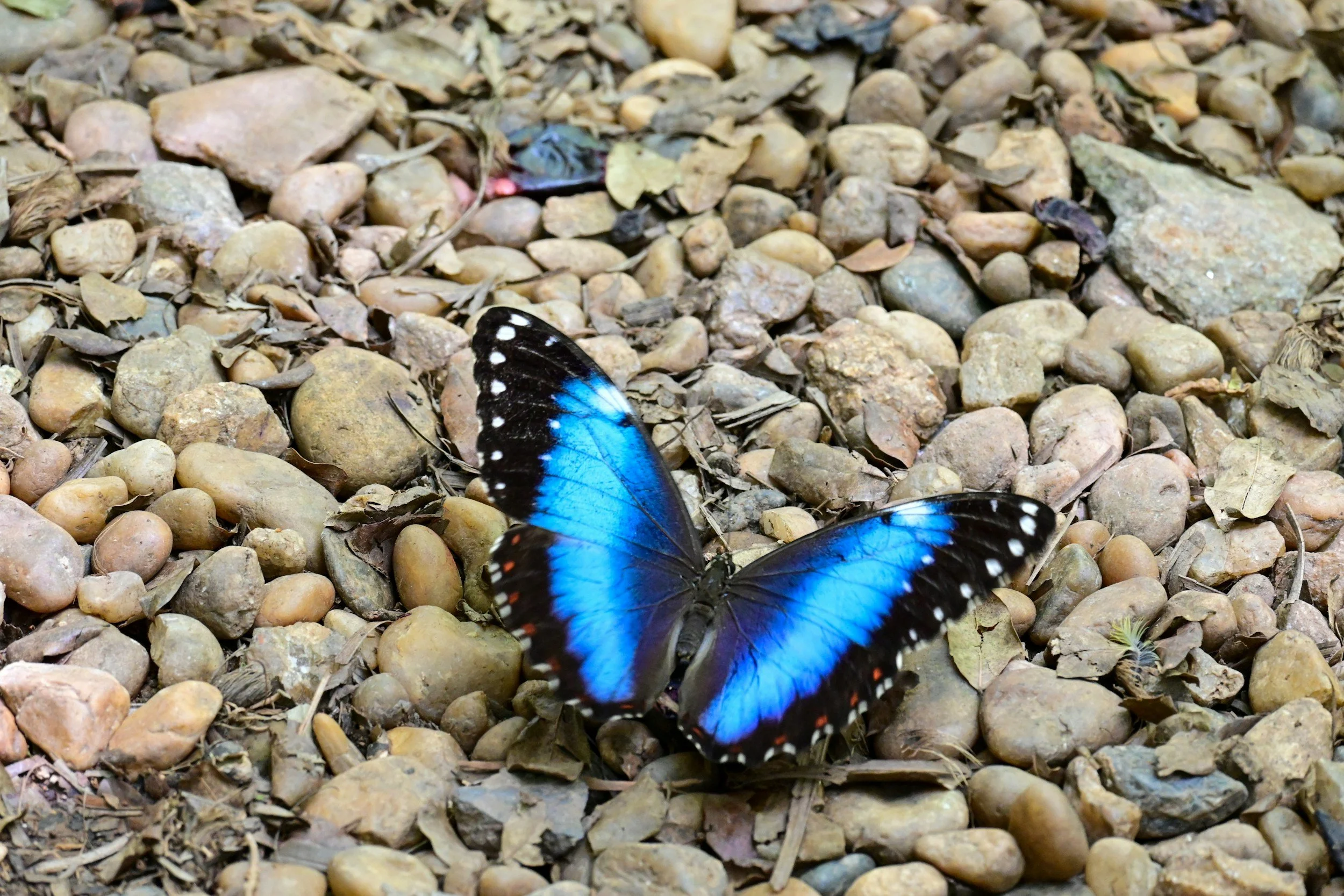 A blue and black butterfly with orange spots on the edges of its wings resting on a rocky ground.