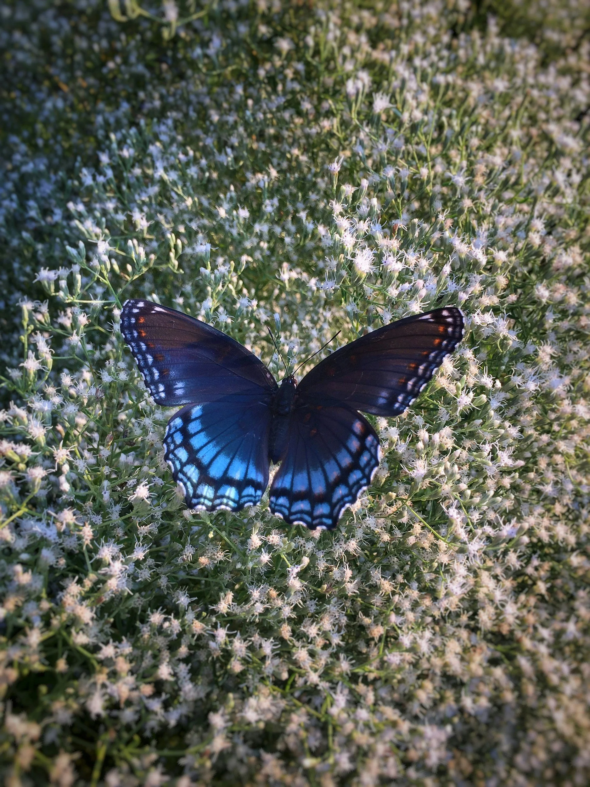 A blue and black butterfly resting on white flowering plants