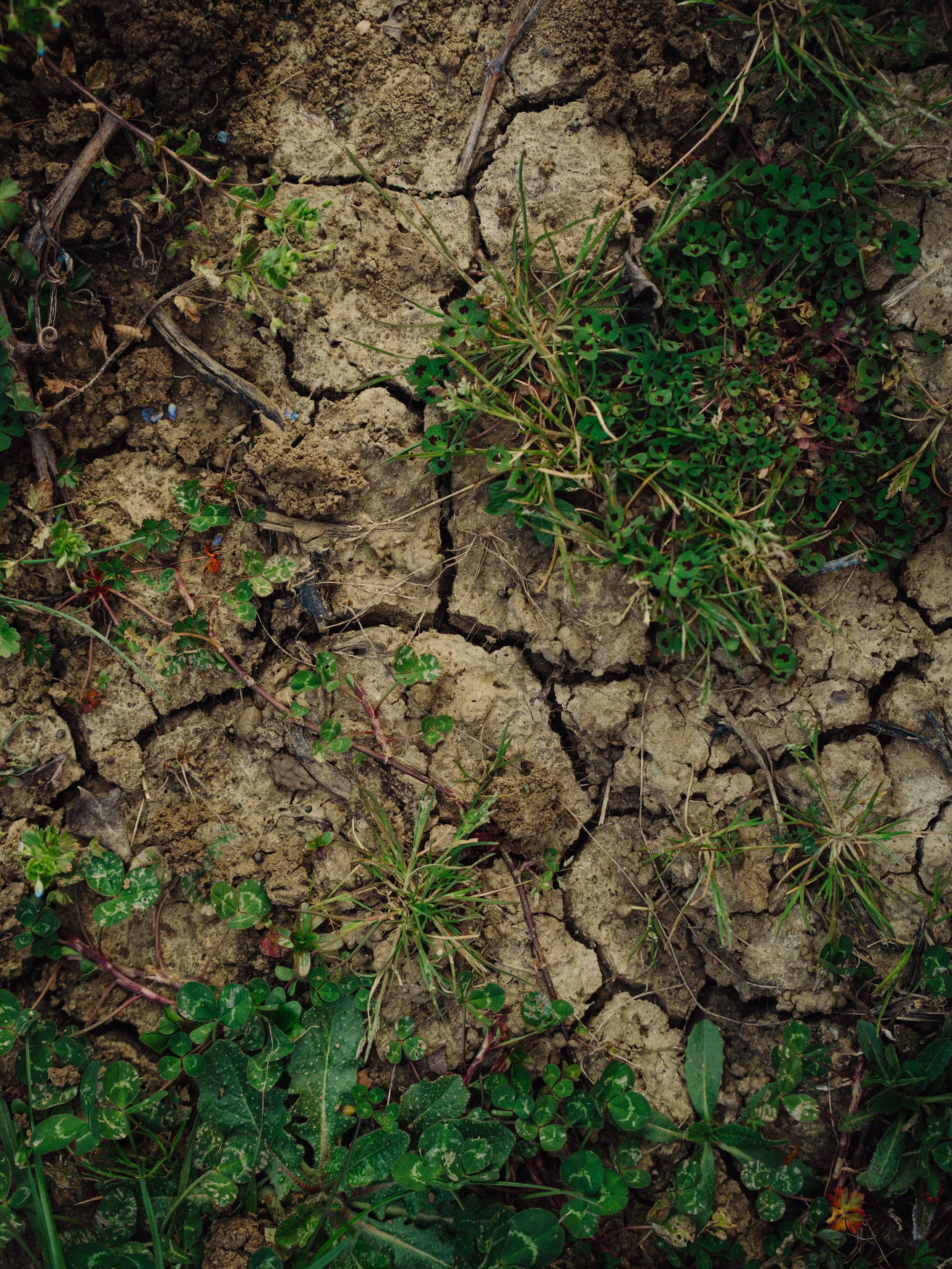 Sol sec, sol avec des petites plantes vertes poussant à travers la terre fissurée.