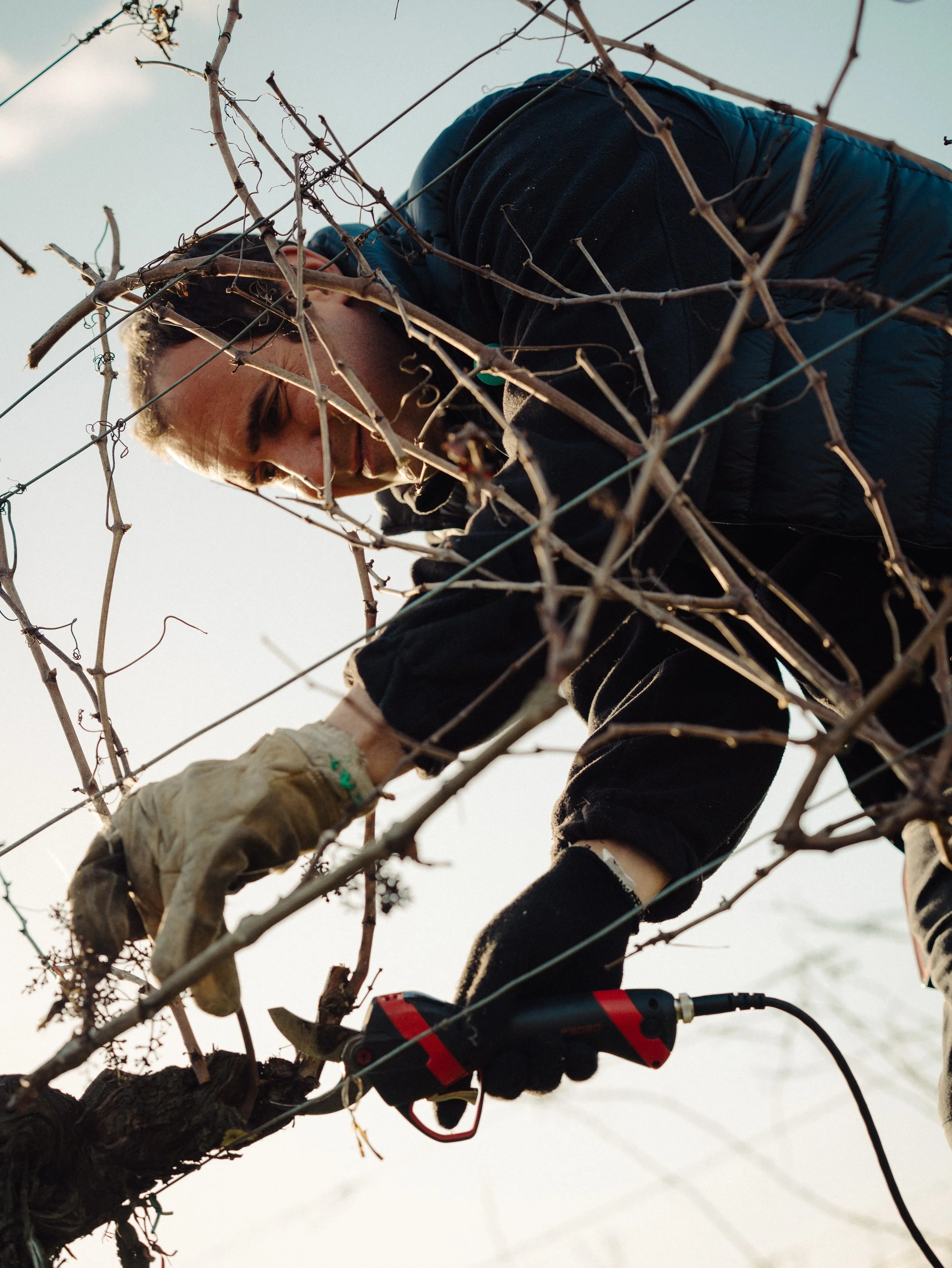 Un homme taillant une branche d'un arbre à l'aide d'une tondeuse électrique pendant la journée, sans feuilles sur les branches.