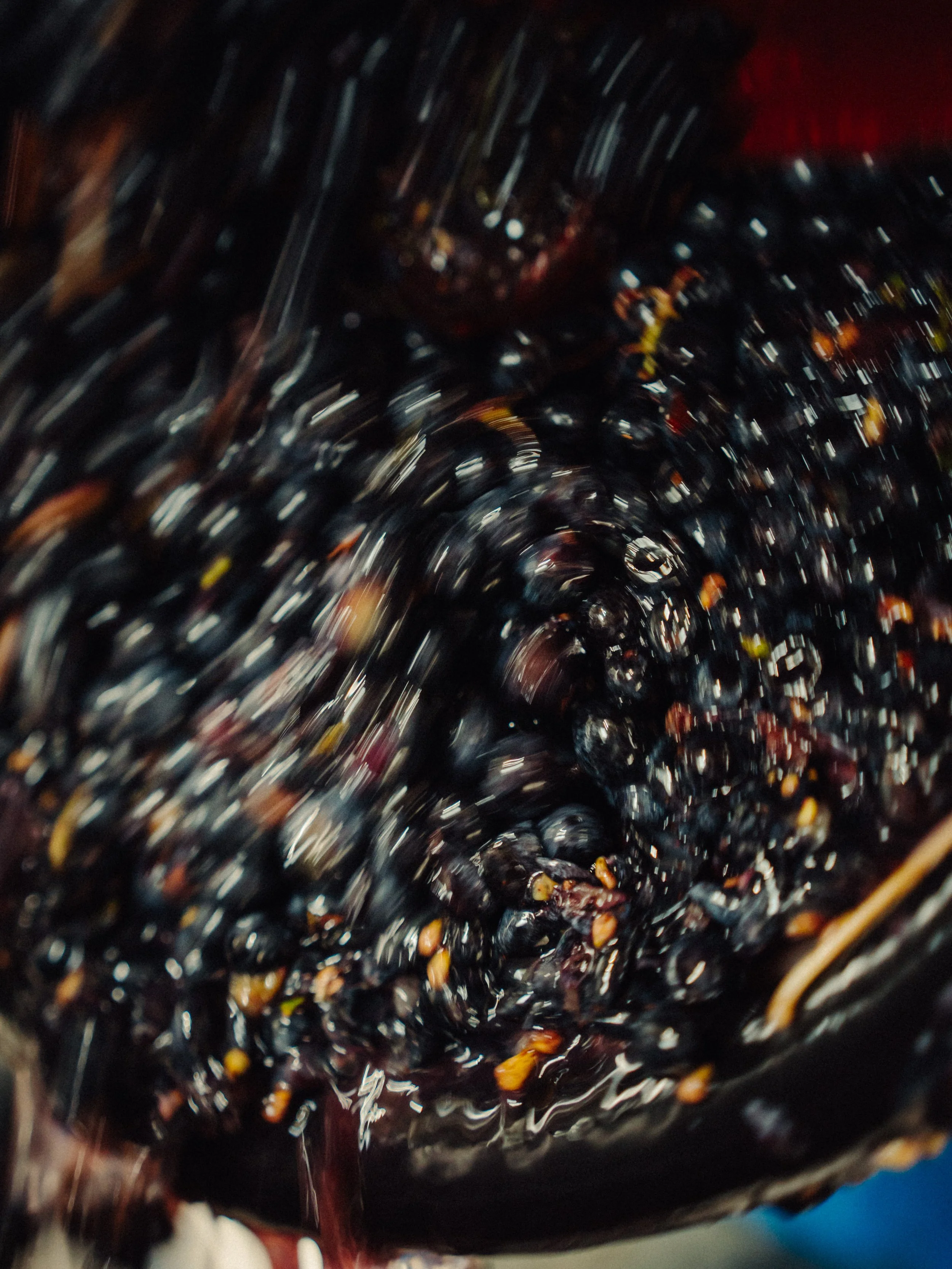 Raisin noir en train d'être écrasé.